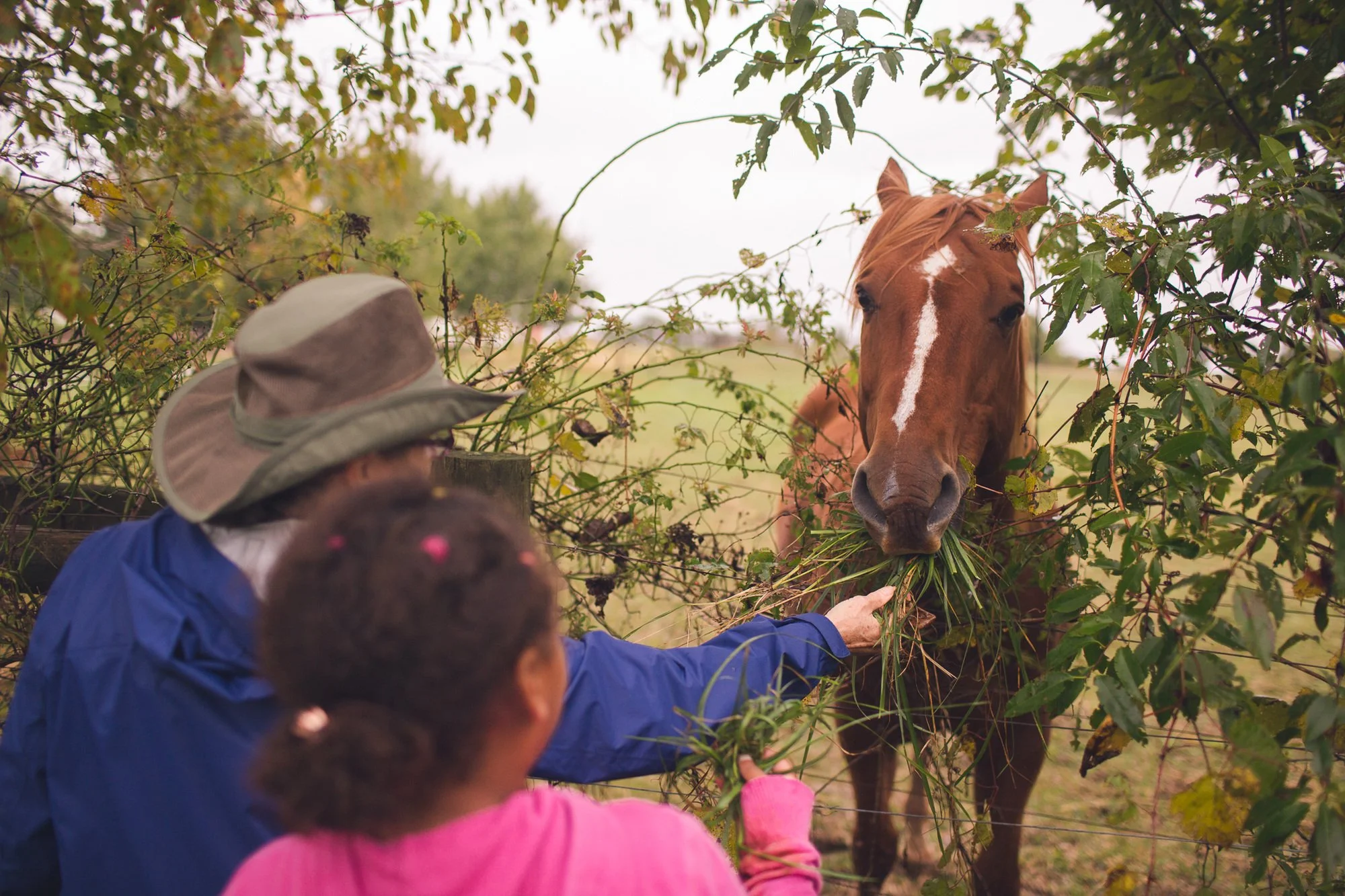 An adult with their arm outstretched feeding a horse grasses from the front. A child watches and waits with more plants in hand.