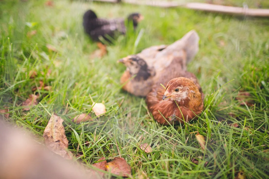 Several community chickens lounging in the grass.