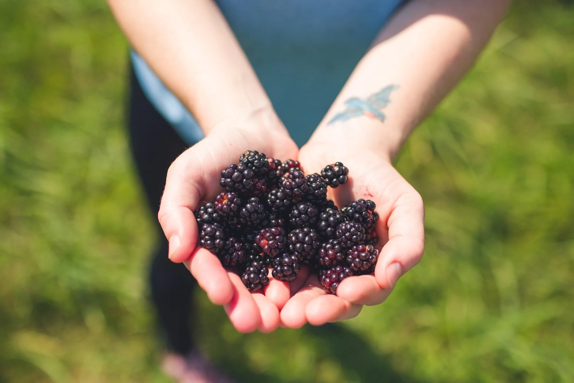 Hands cupped holding a pile of dark berries.