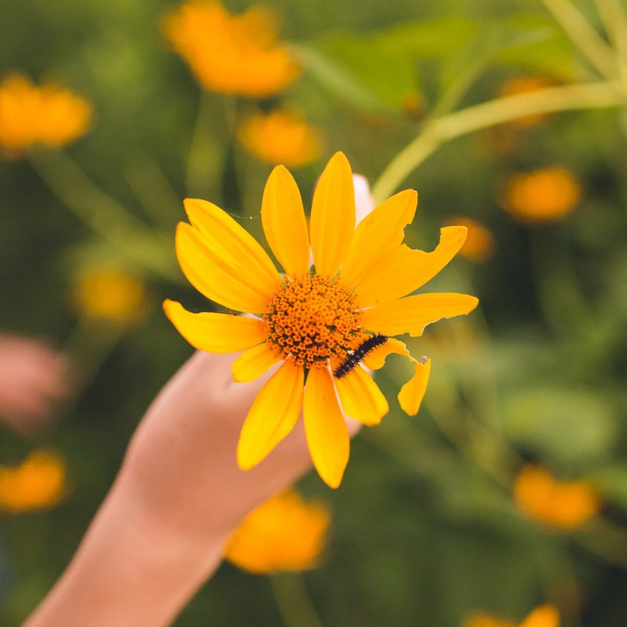 Hand holding a yellow flower with a caterpillar on its petals.
