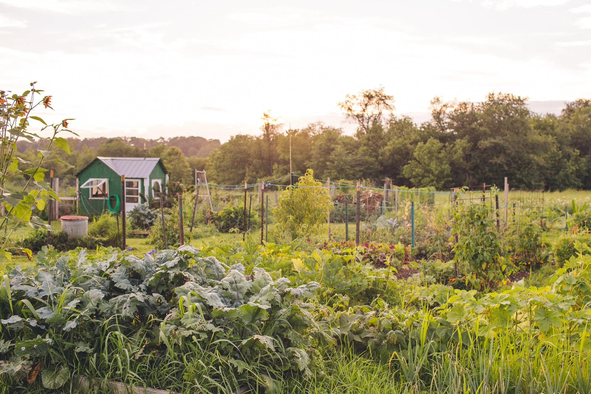 Lush back garden with a green outdoor shed in the background.