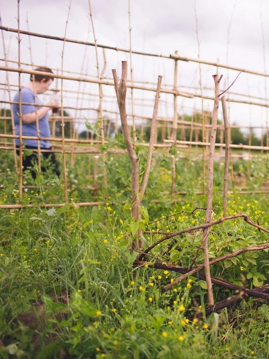 Close up of the gardens with wooden trellis and a person walking by in the background.