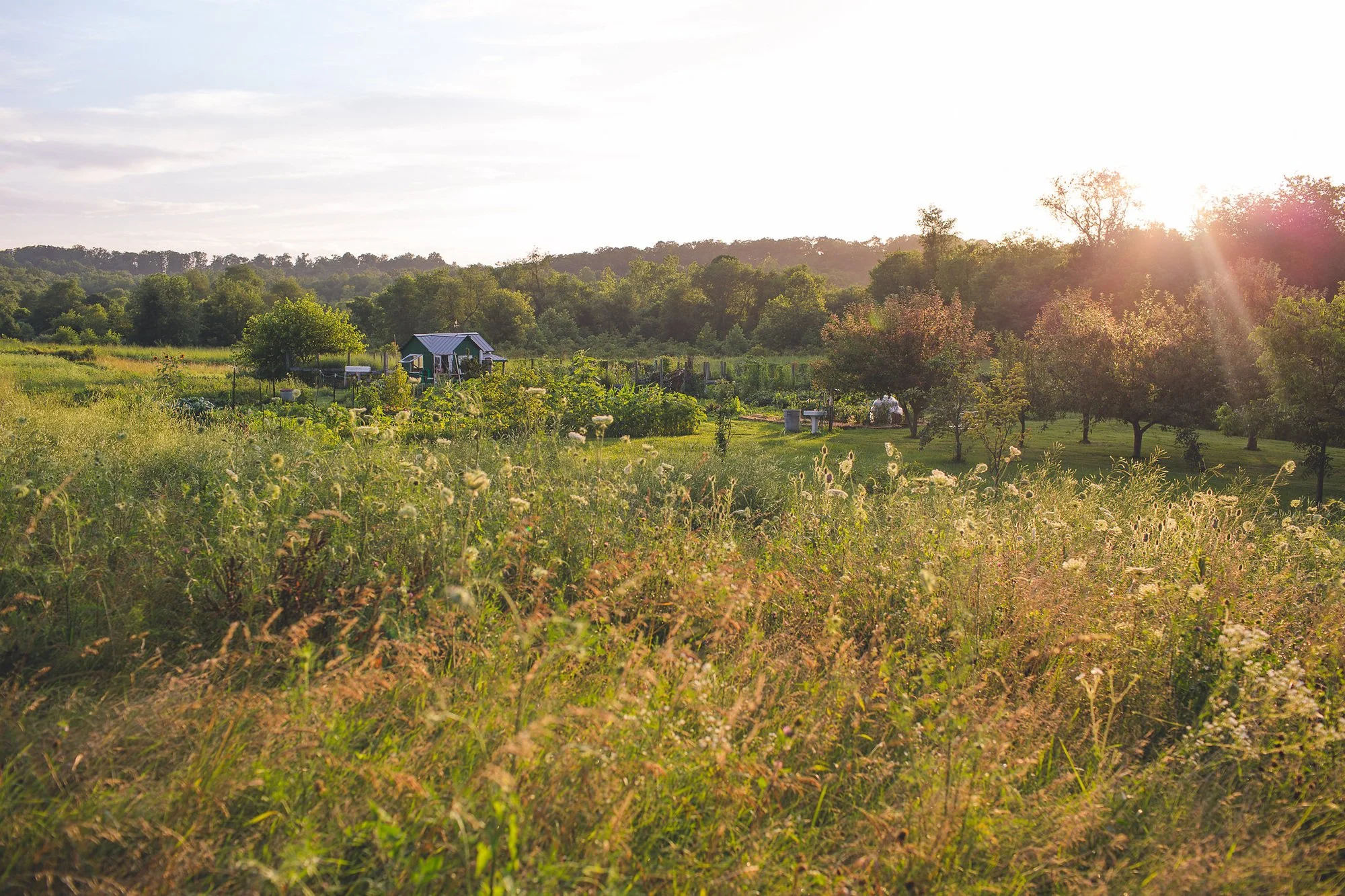 Wild grasses in the foreground with a stand of trees to the back, and a green outdoor shed in the distance.