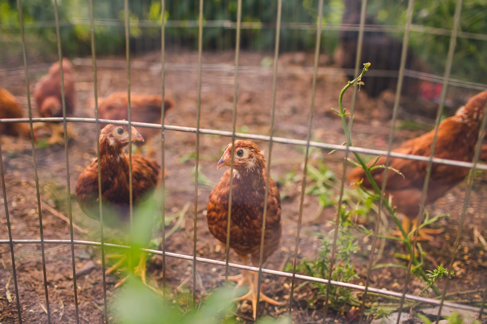 Community chickens look curiously from behind a fence.