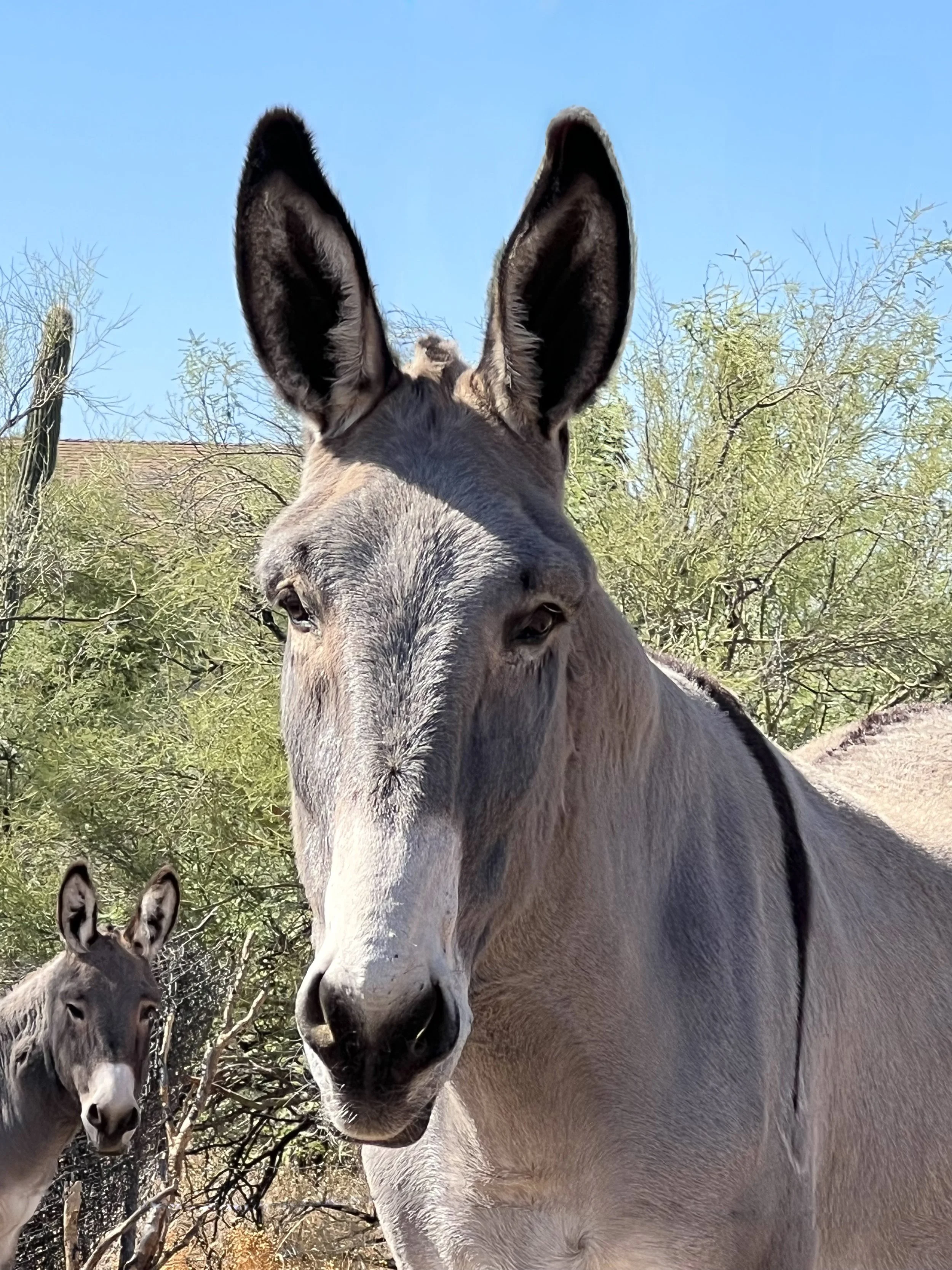 Zeb the mammoth donkey giving a soft, calm expression to the camera