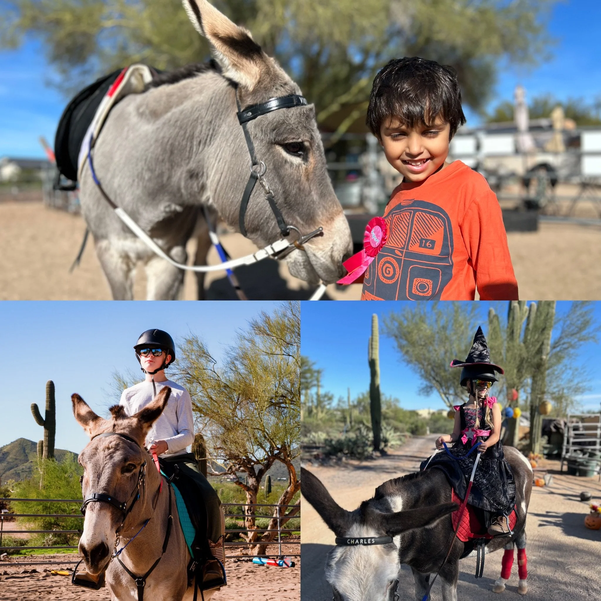 Emotional Intelligence in Action — With Donkeys and Young Minds&nbsp;🫏💛