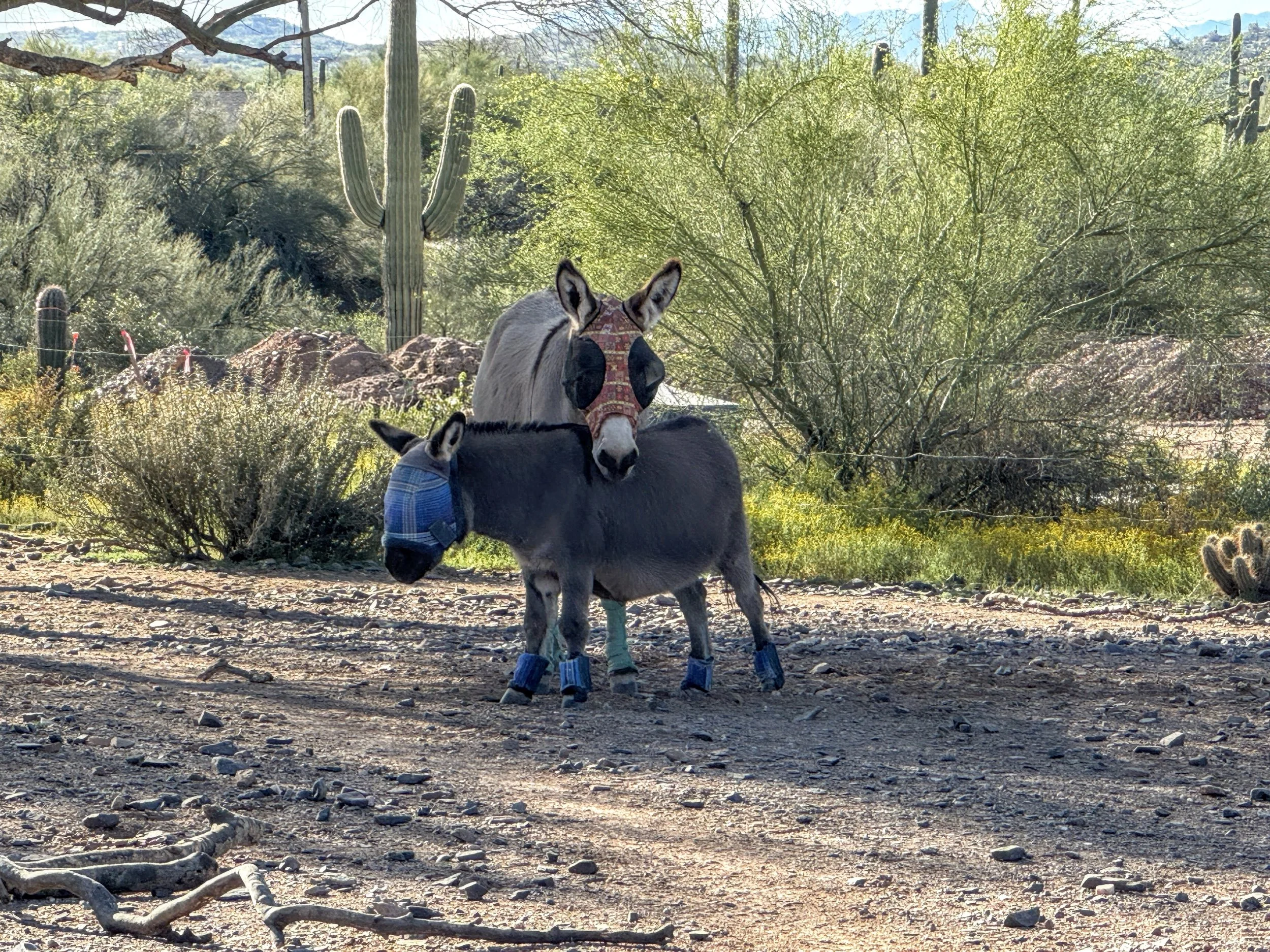Happy Donkeys