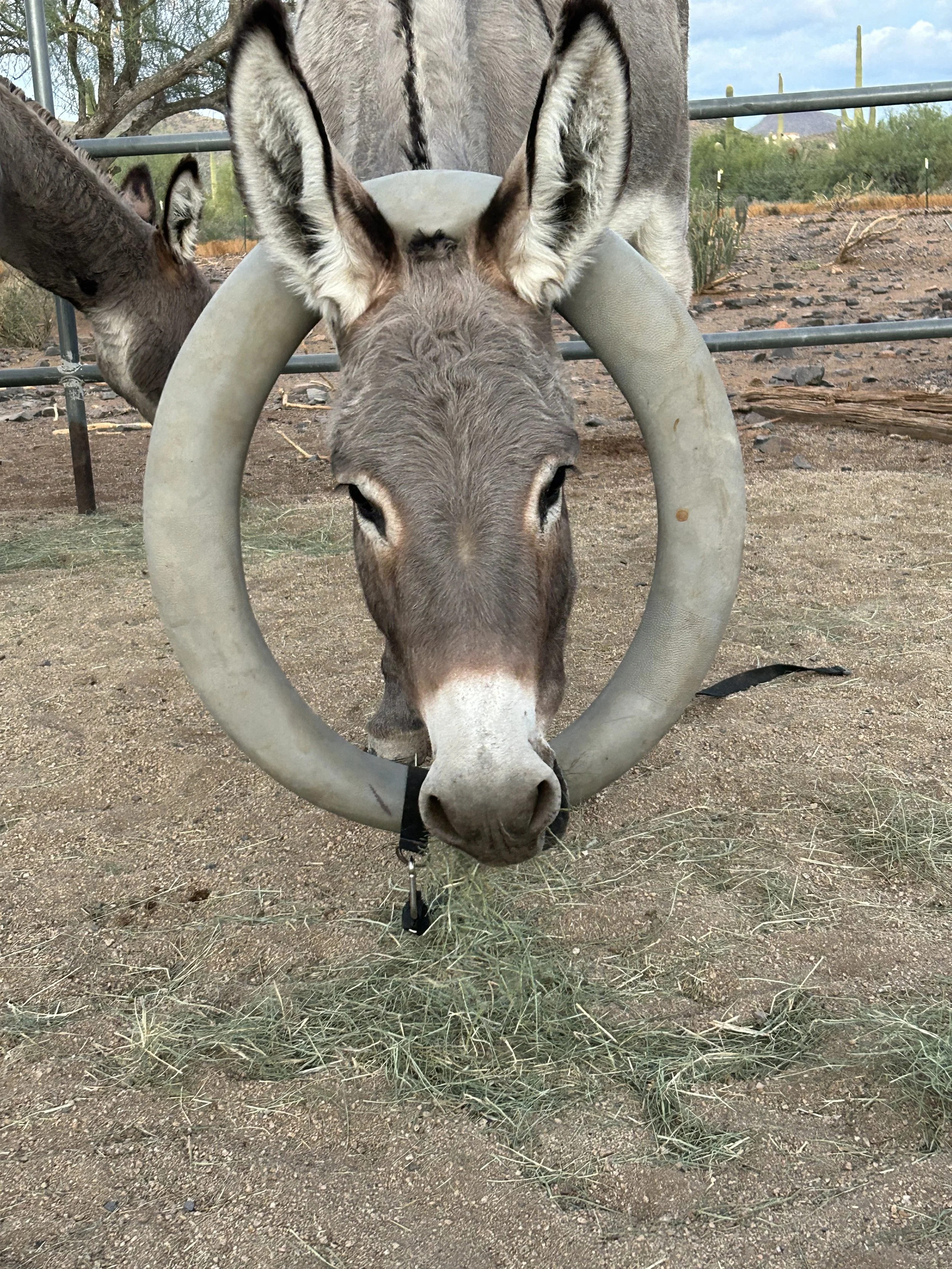 Violette the donkey sticking her head through one of the rubber rings in the arena during playtime