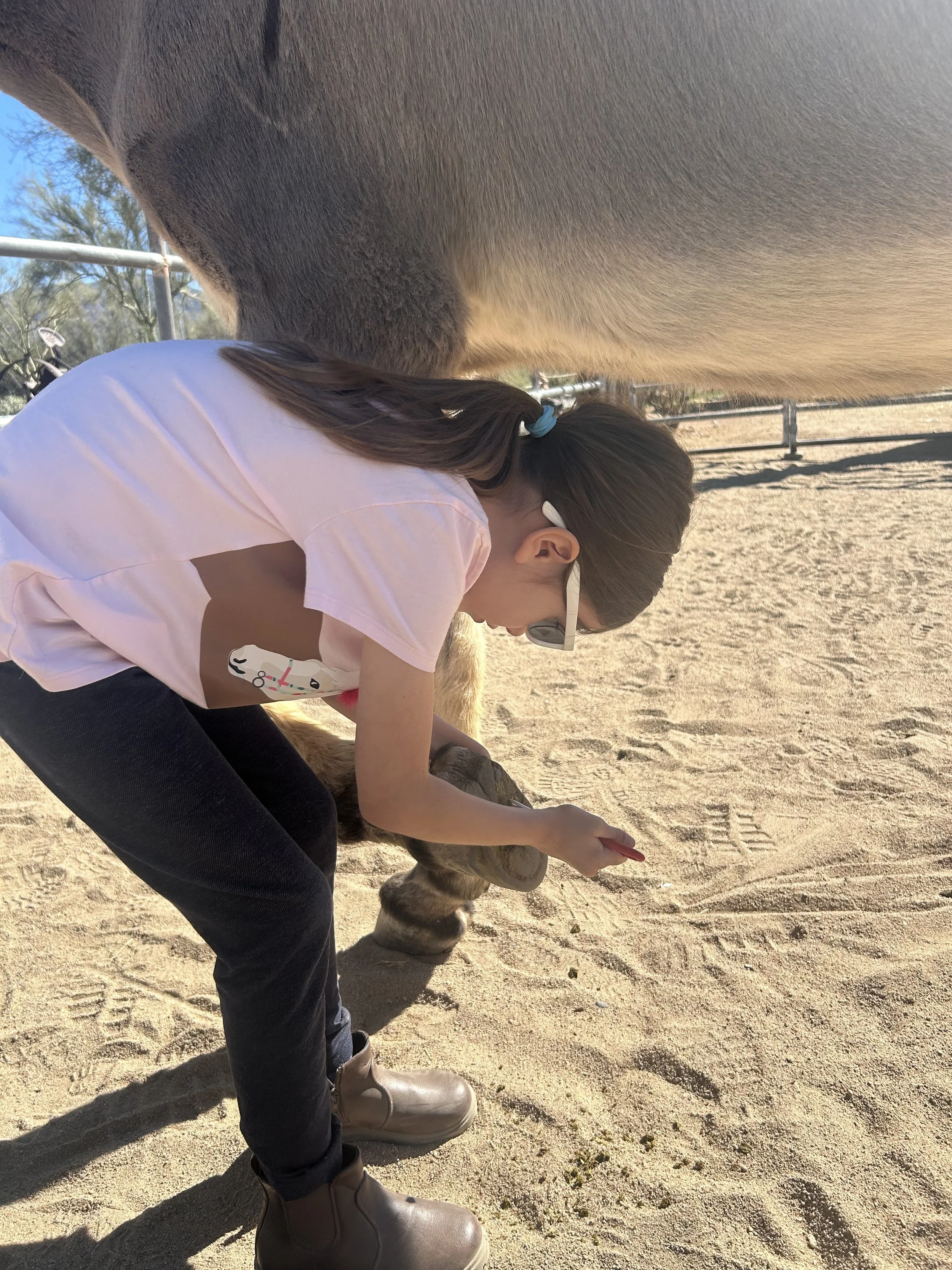 Teen girl using a hoof pick to clean her donkey's hooves during an Equine Assisted Learning grooming session before her lesson