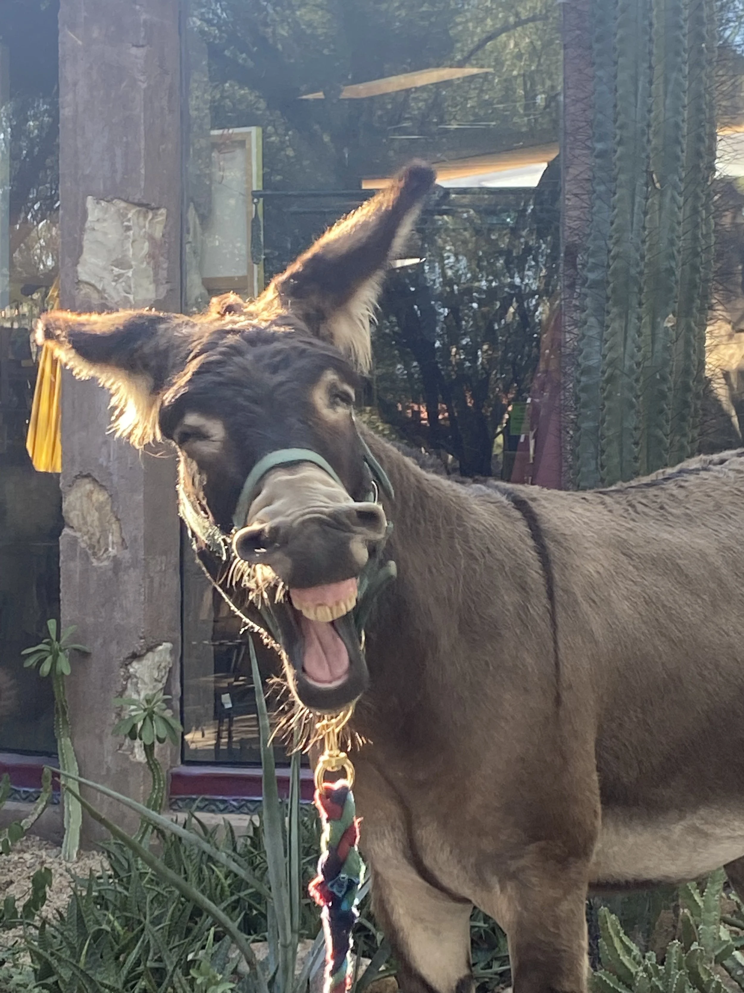 Alfred the donkey making a goofy, laughing expression with his teeth showing and his furry ears visible