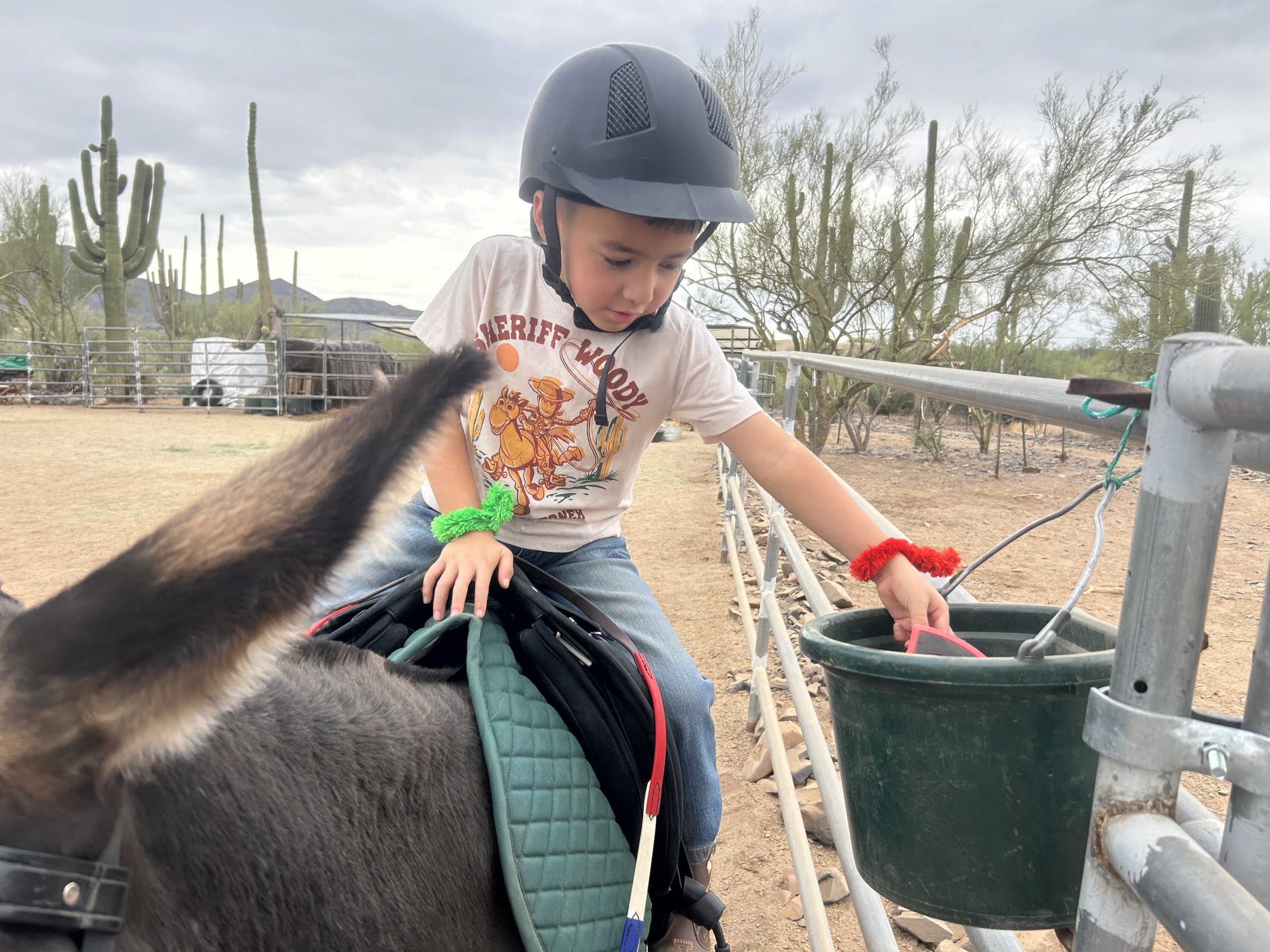 Boy seated in the saddle on a donkey, reaching into a grooming bucket tied to the fence during an adaptive riding lesson