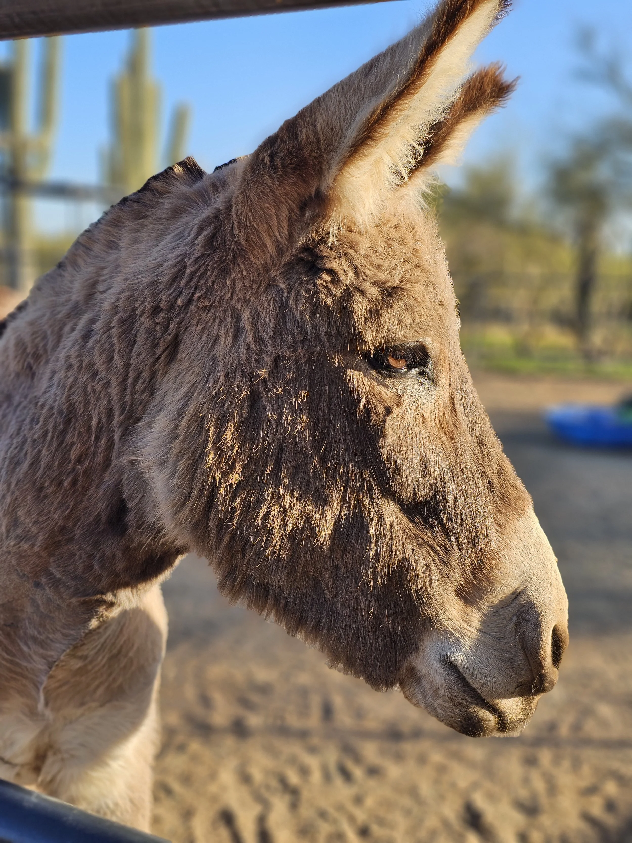 Profile view of Felix the donkey, his thick winter coat highlighted by the setting sun