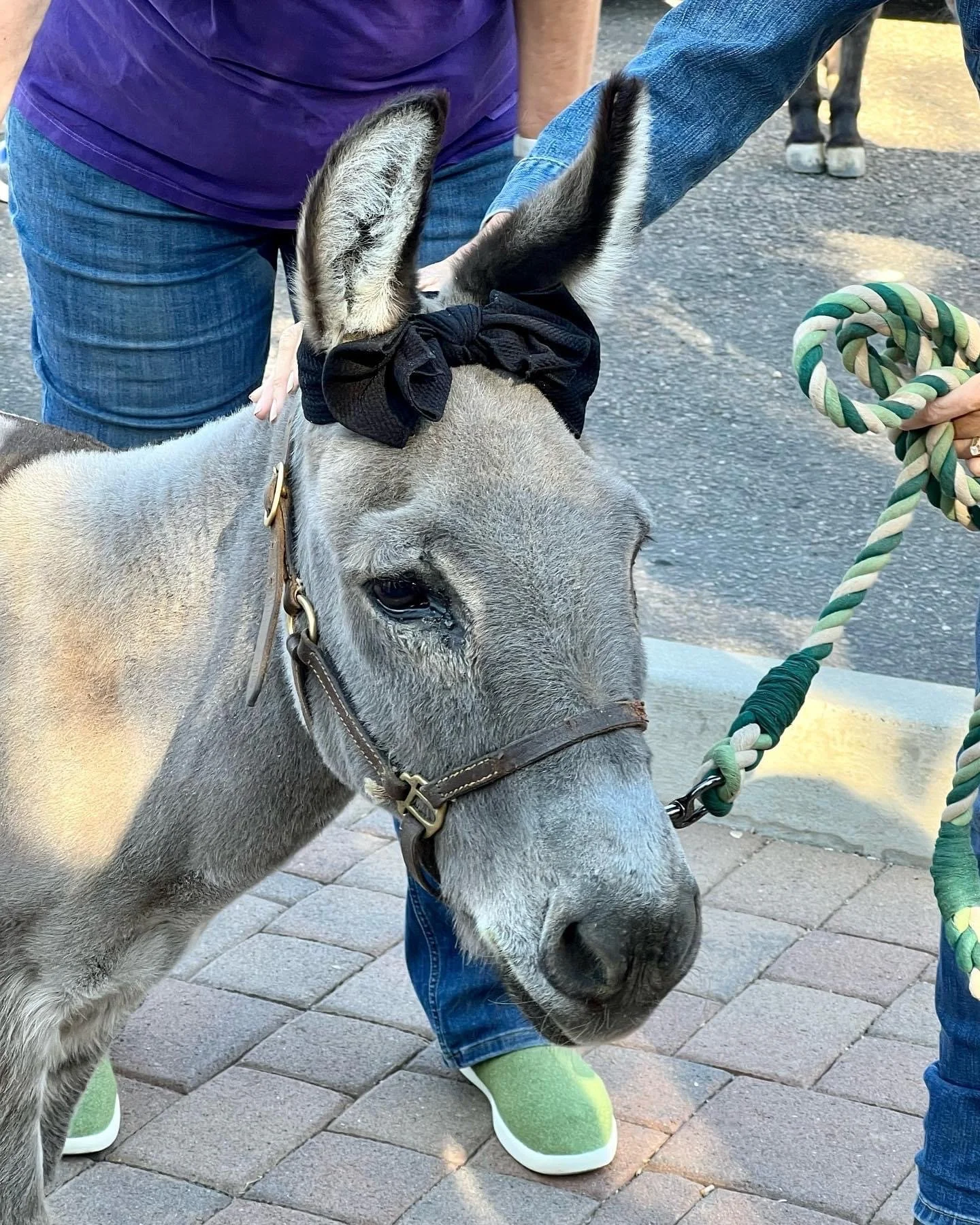 Guillermo the donkey looking dapper in his ear cuffs, enjoying a visit with friends outside the barn