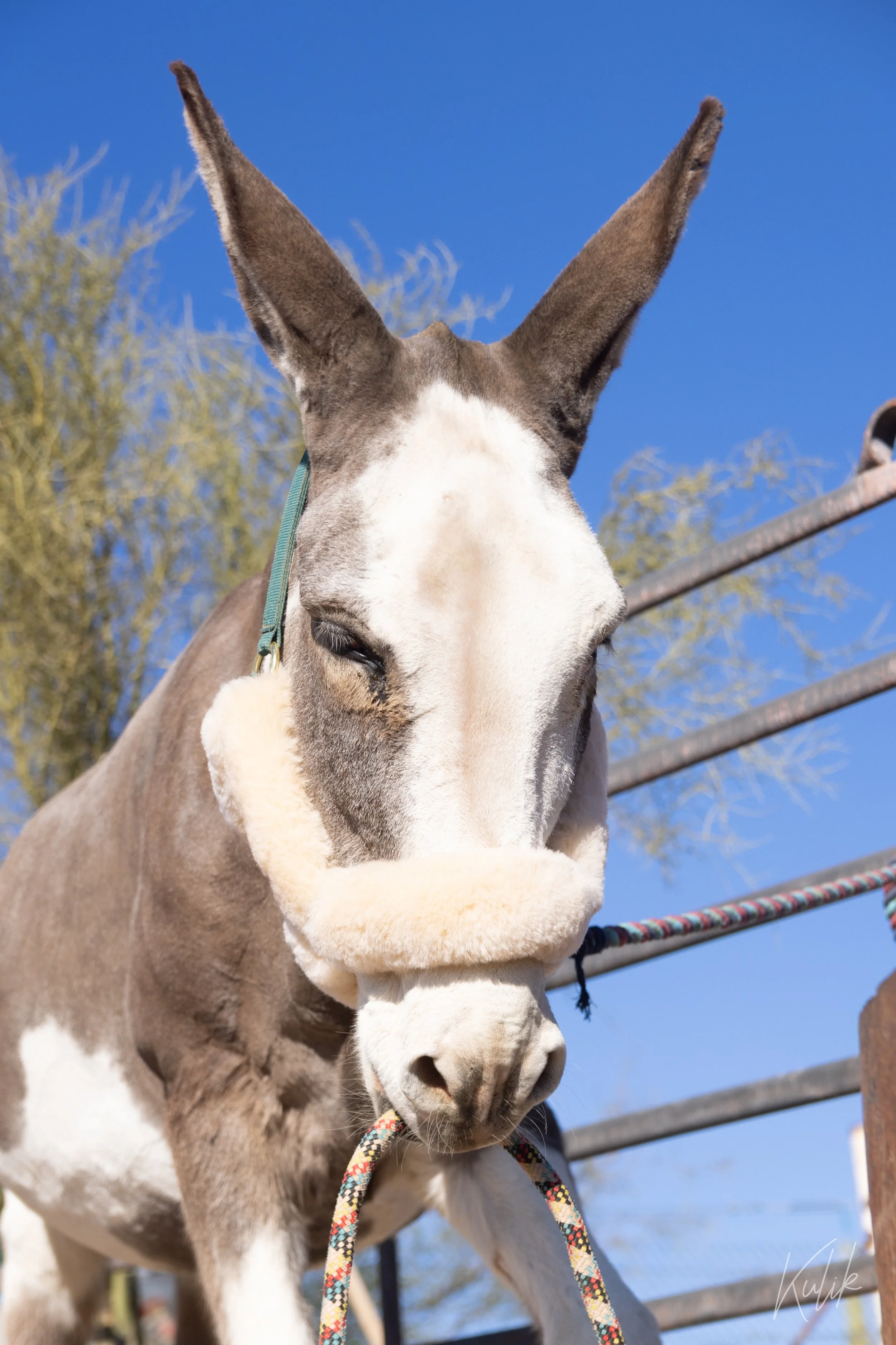 Charlie the donkey, headshot portrait — chocolate brown and white coat that's fading lighter with age