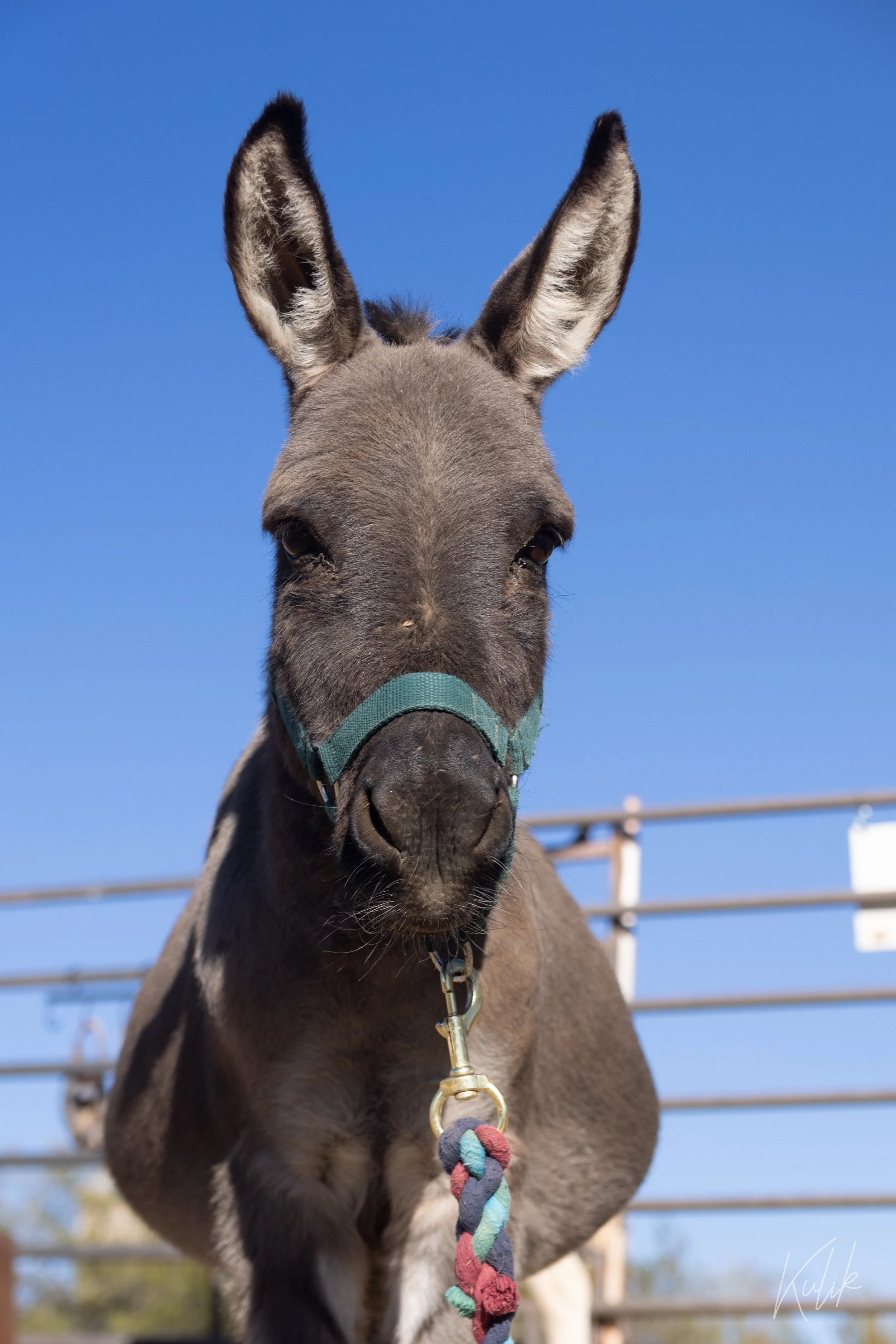 Edgar the donkey staring straight into the camera, wearing his usual teal-colored halter
