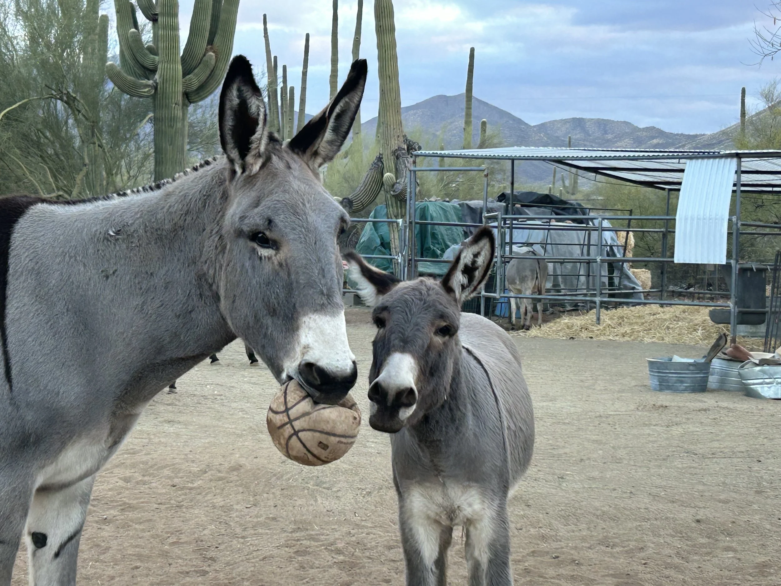 Donkeys playing