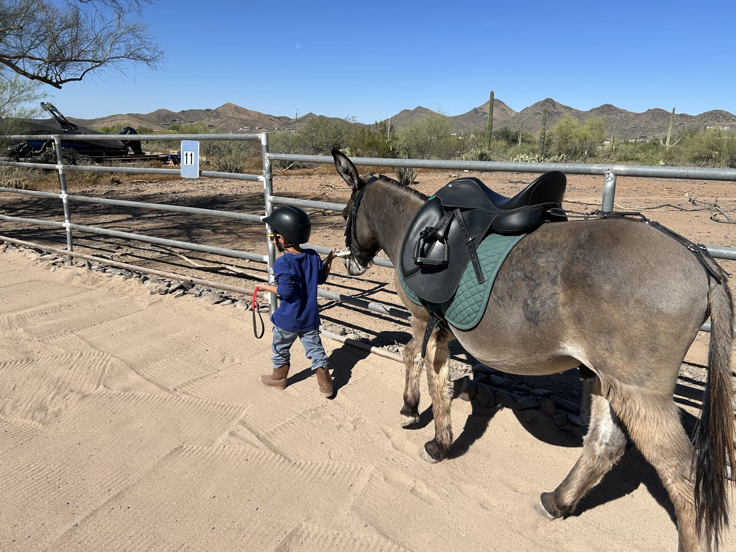 Boy wearing a helmet and riding boots, holding the reins as he walks his donkey around the arena before his riding lesson