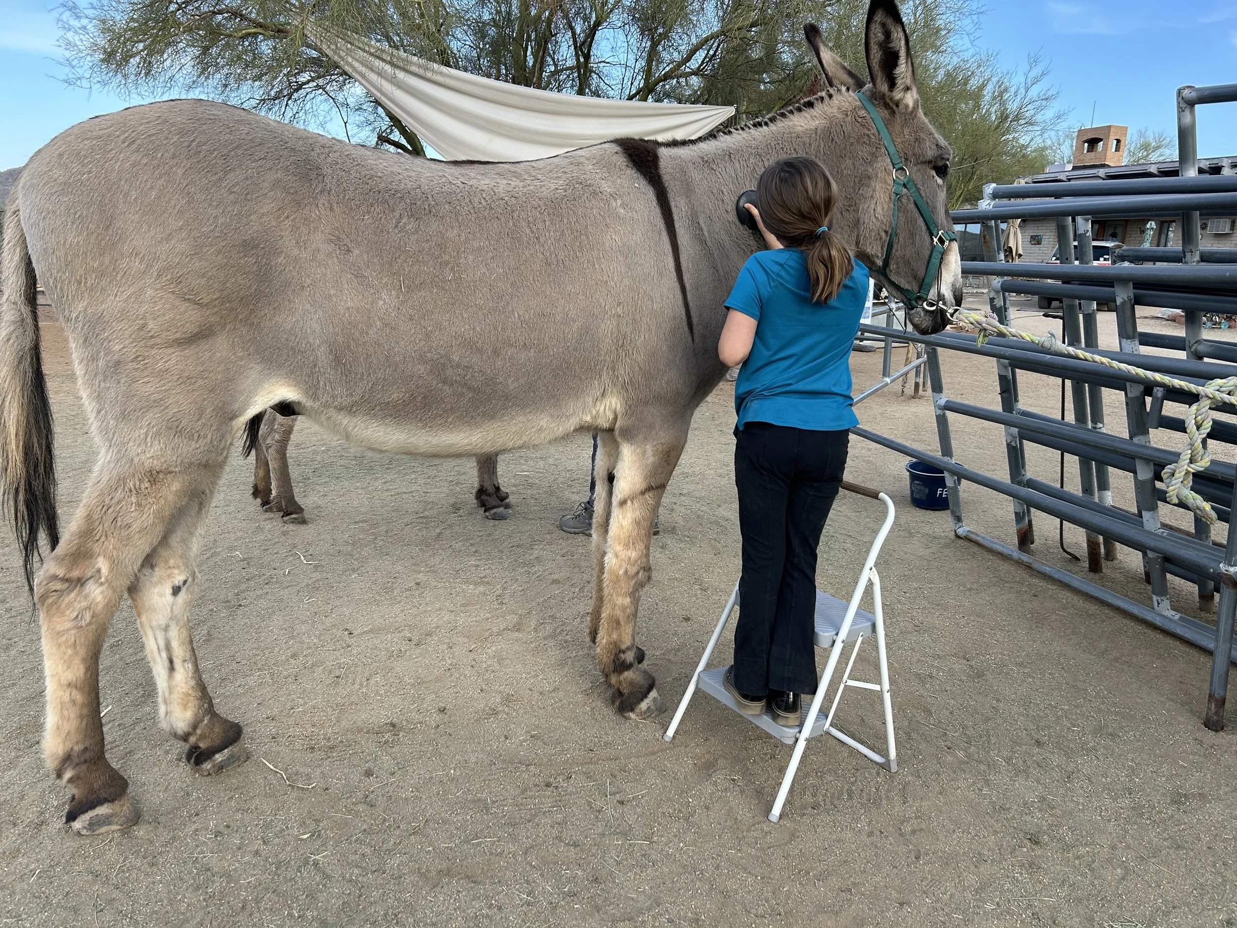 Young girl standing on a step stool, using a hard brush to groom one of our largest donkeys during an Equine Assisted Learning session
