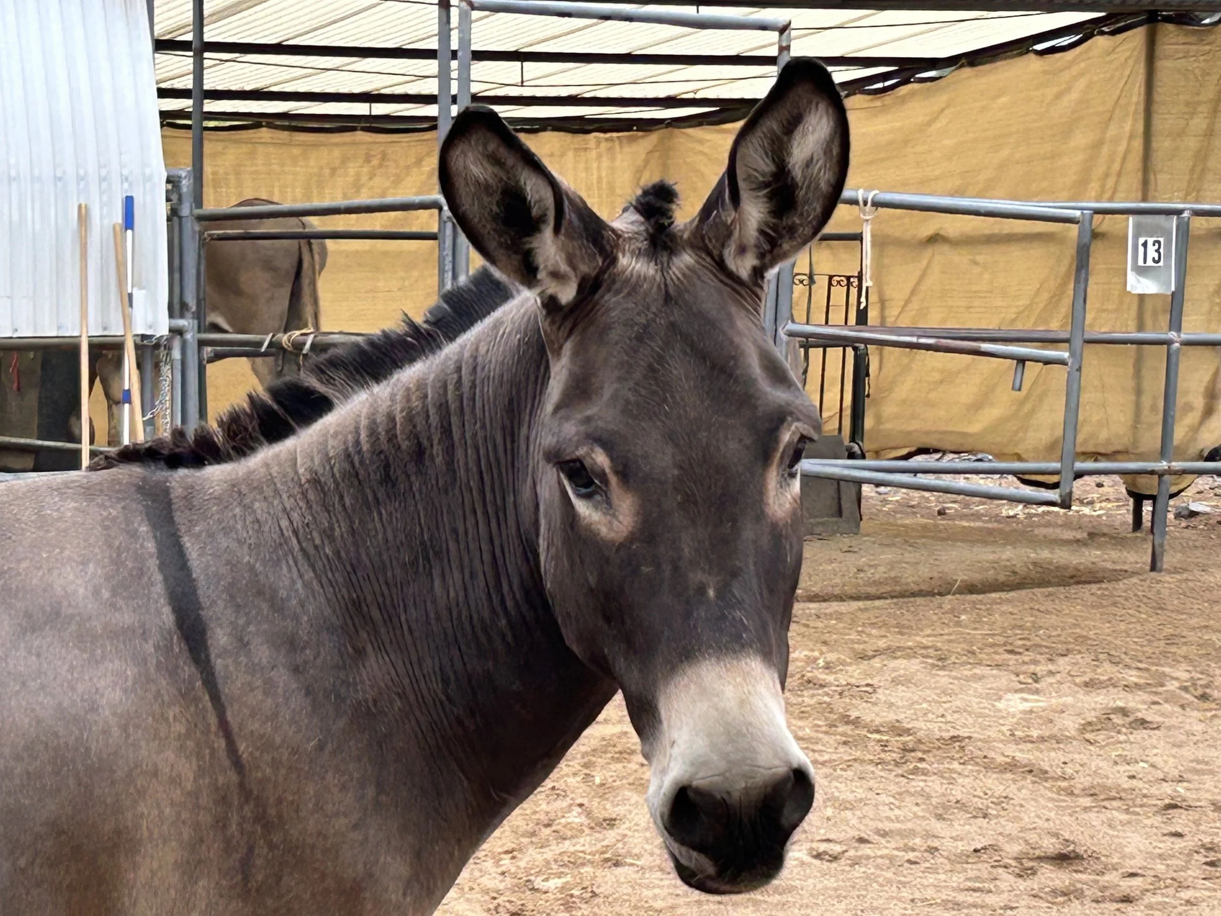 Alfred the donkey, headshot portrait — deep brown coat with white rings around his eyes and very furry ears.