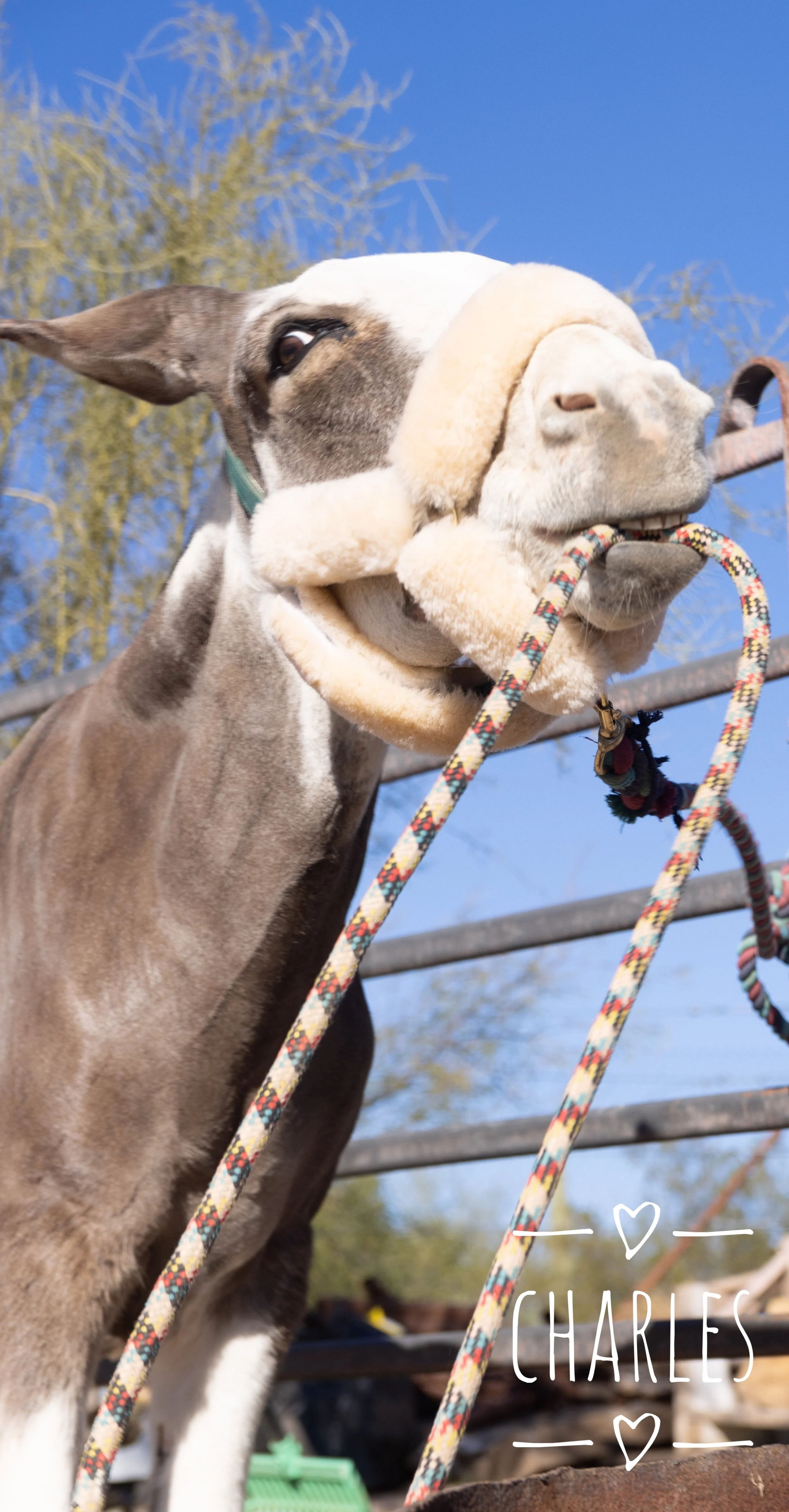 Charlie the donkey wearing his halter — known for his calm temperament, making him a great partner for younger riders