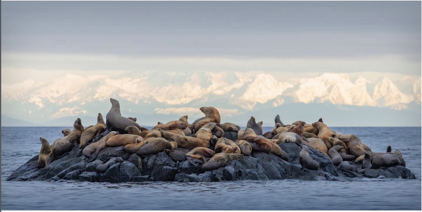 A large group of sea lions resting on a rocky island in the ocean with snow-capped mountains in the background.