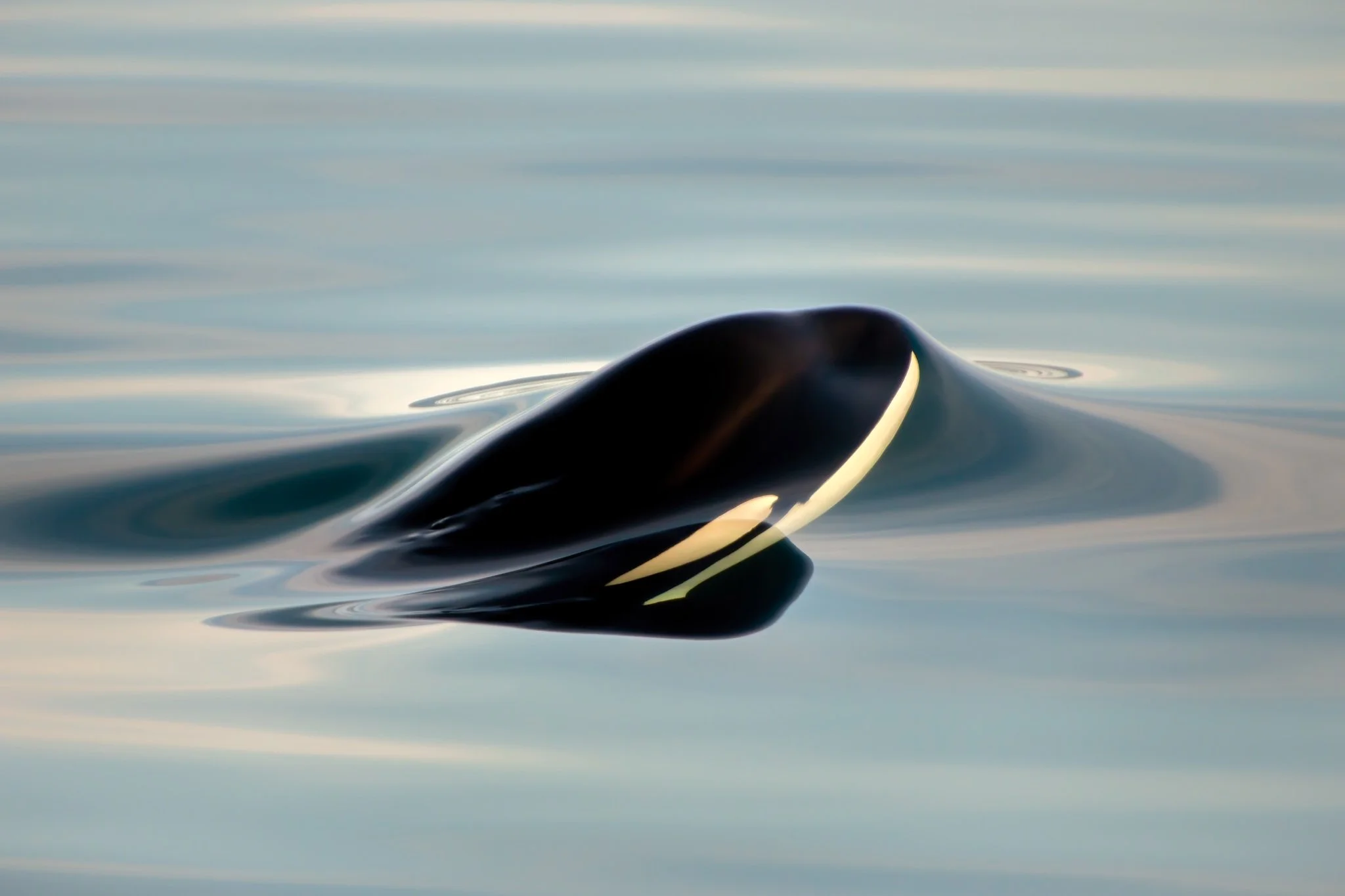 Close-up of an orca's head breaking the water surface, with calm water background.