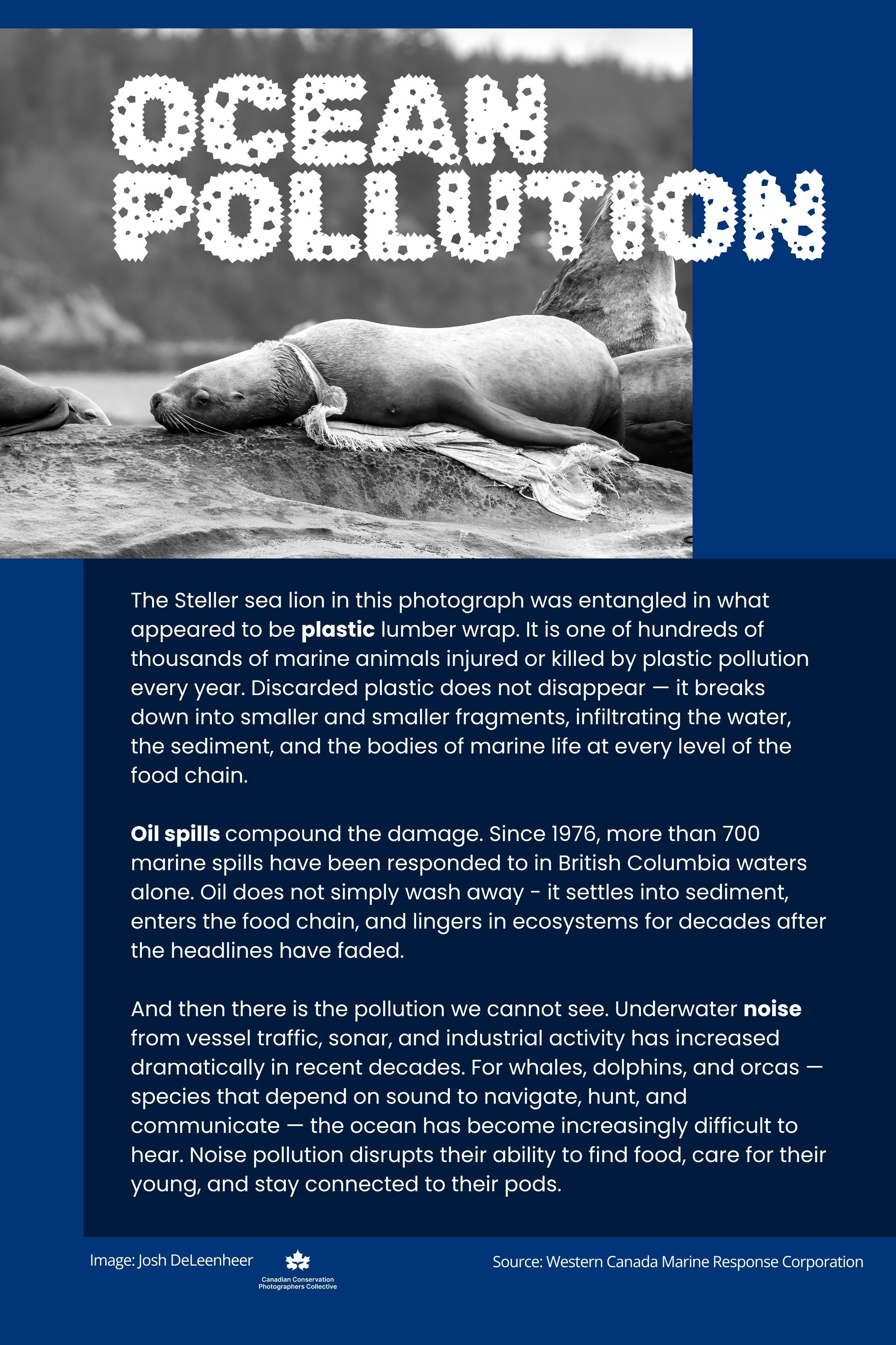 Poster with black and white photograph of a sea lion resting on a rocky surface with text overlay titled 'Ocean Pollution'.