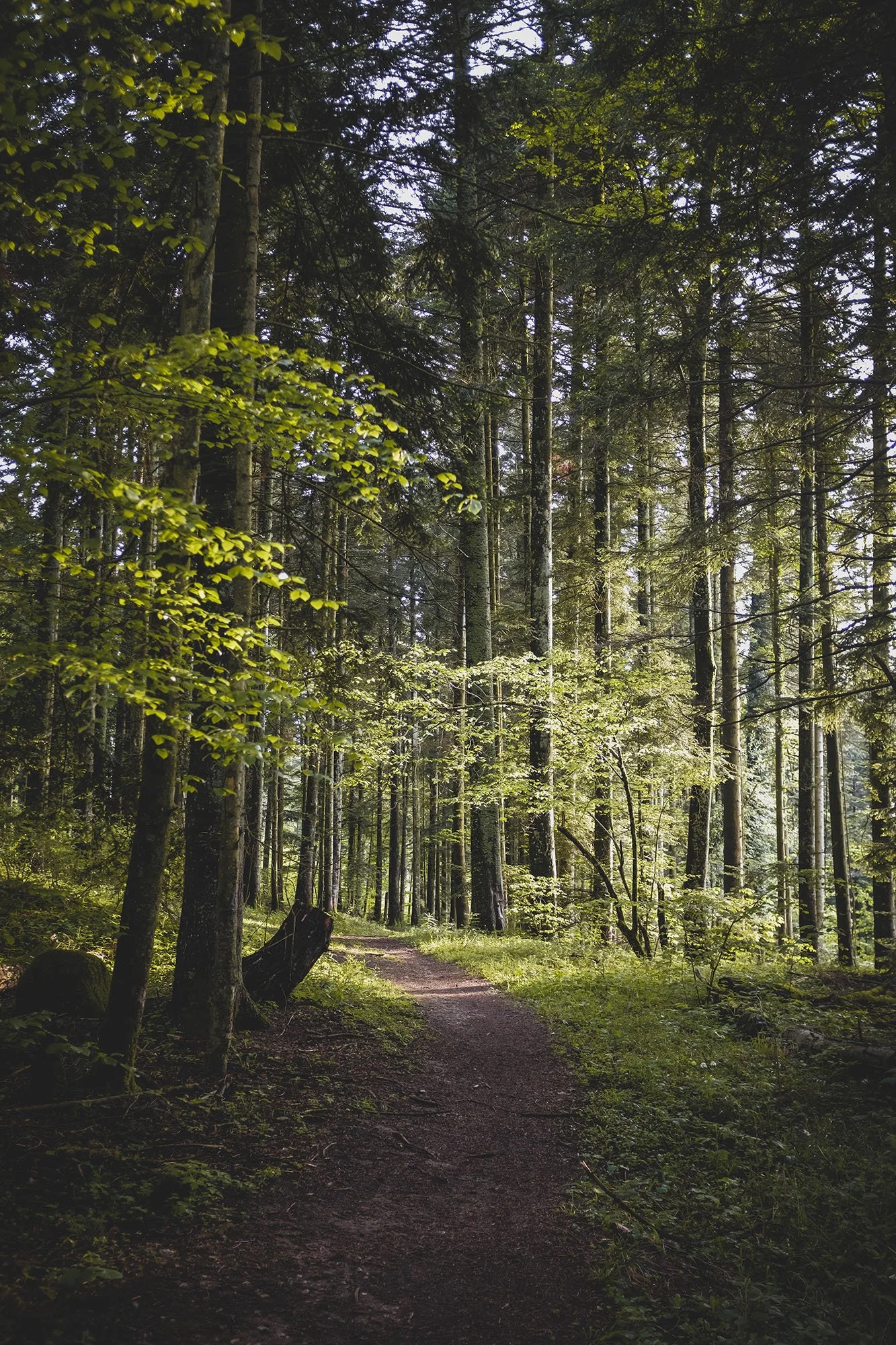 A dirt trail through a dense green forest, with tall trees and sunlight filtering through the leaves.