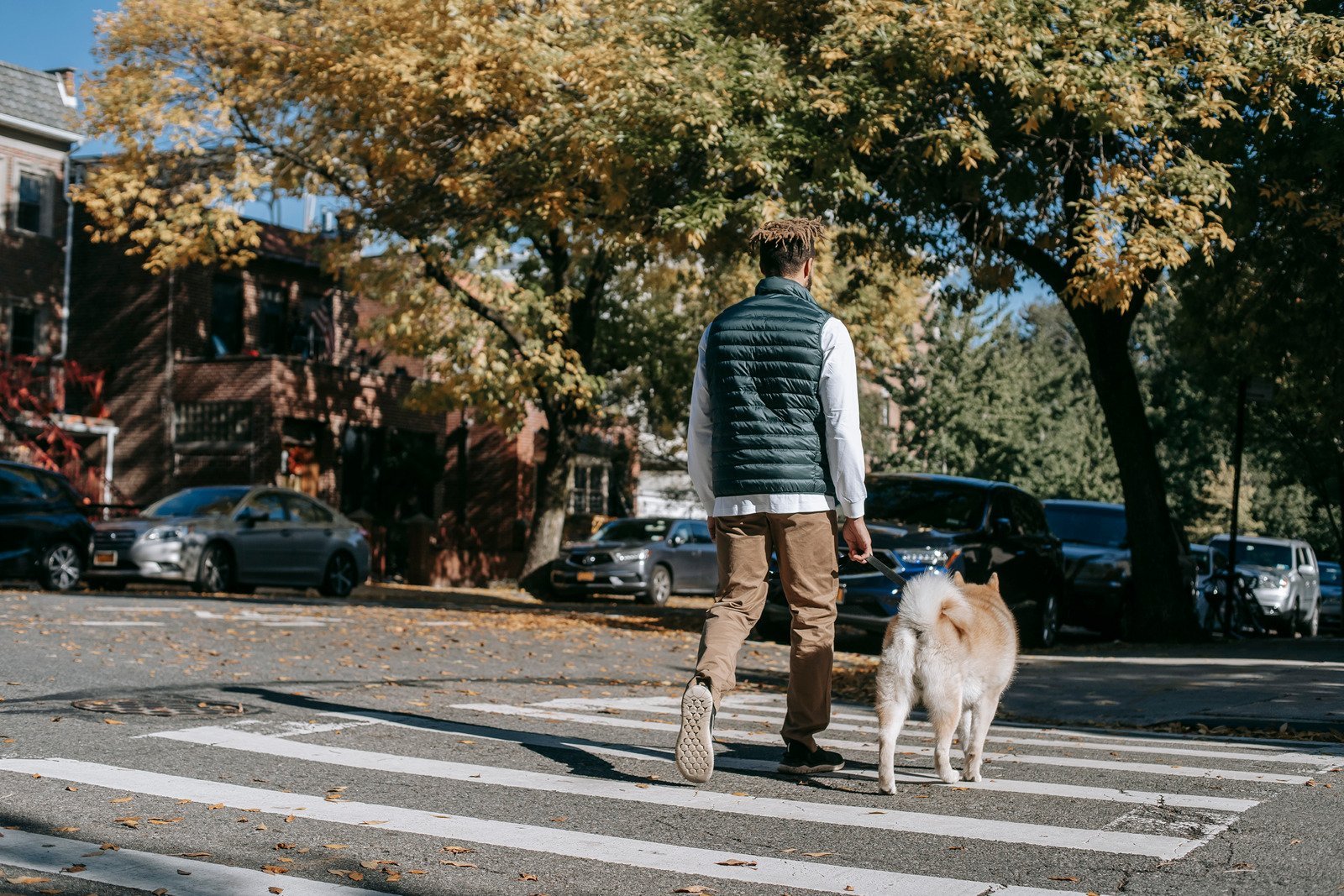 A man walking a dog across a crosswalk in an urban neighborhood with cars parked along the street and trees with autumn leaves.