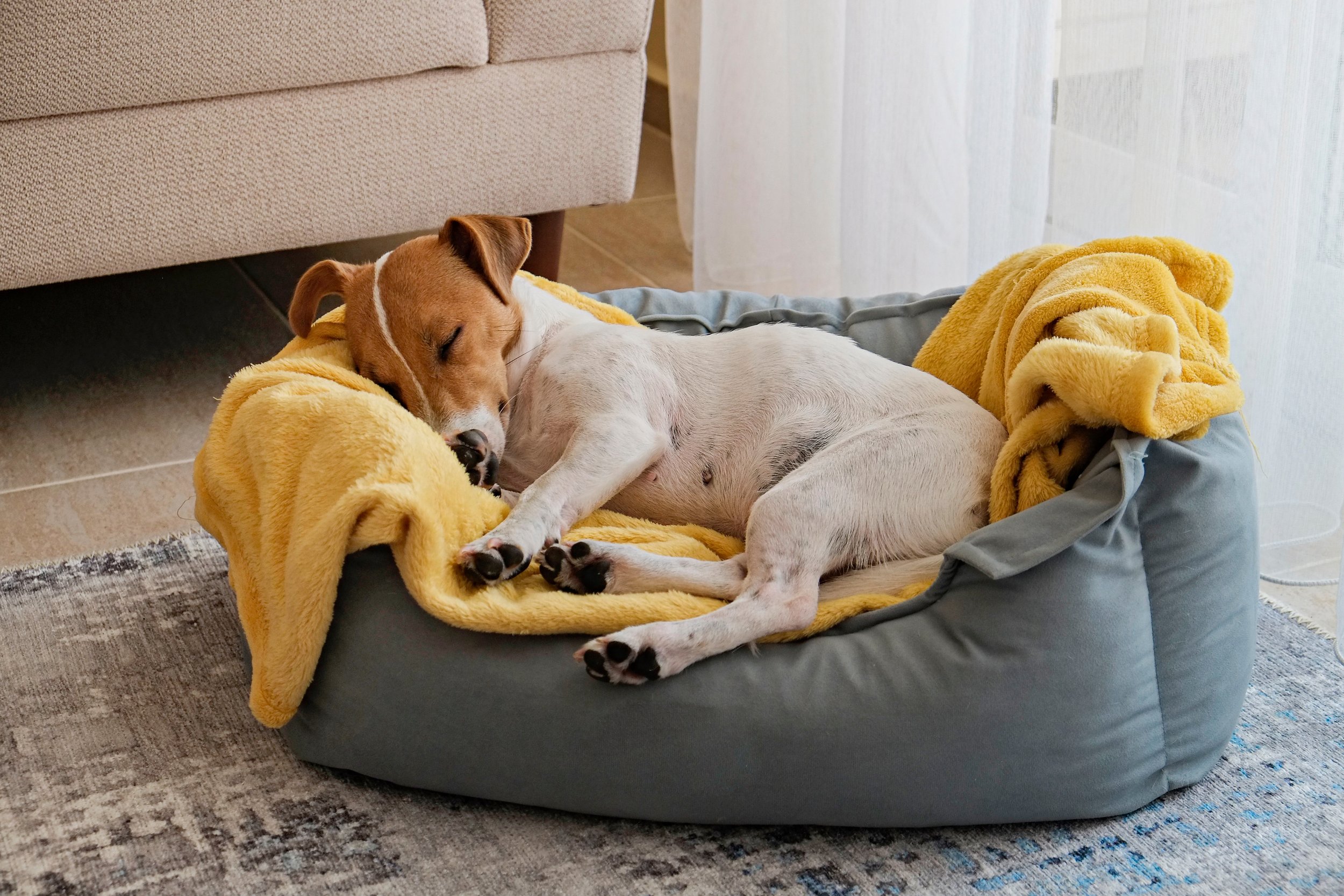 A dog sleeping on a gray bed with a yellow blanket in a living room.