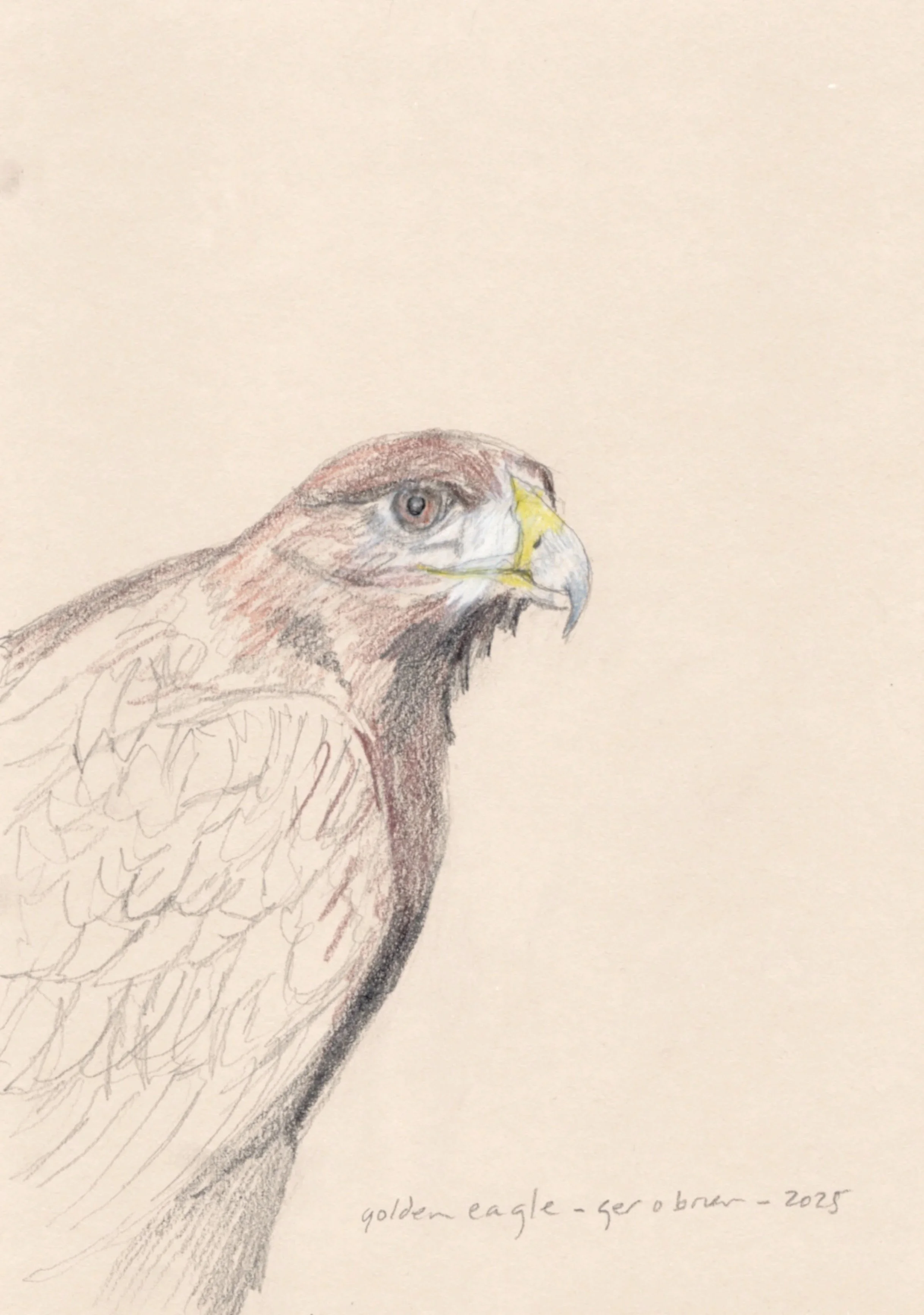 Golden+Eagle+copy.jpg