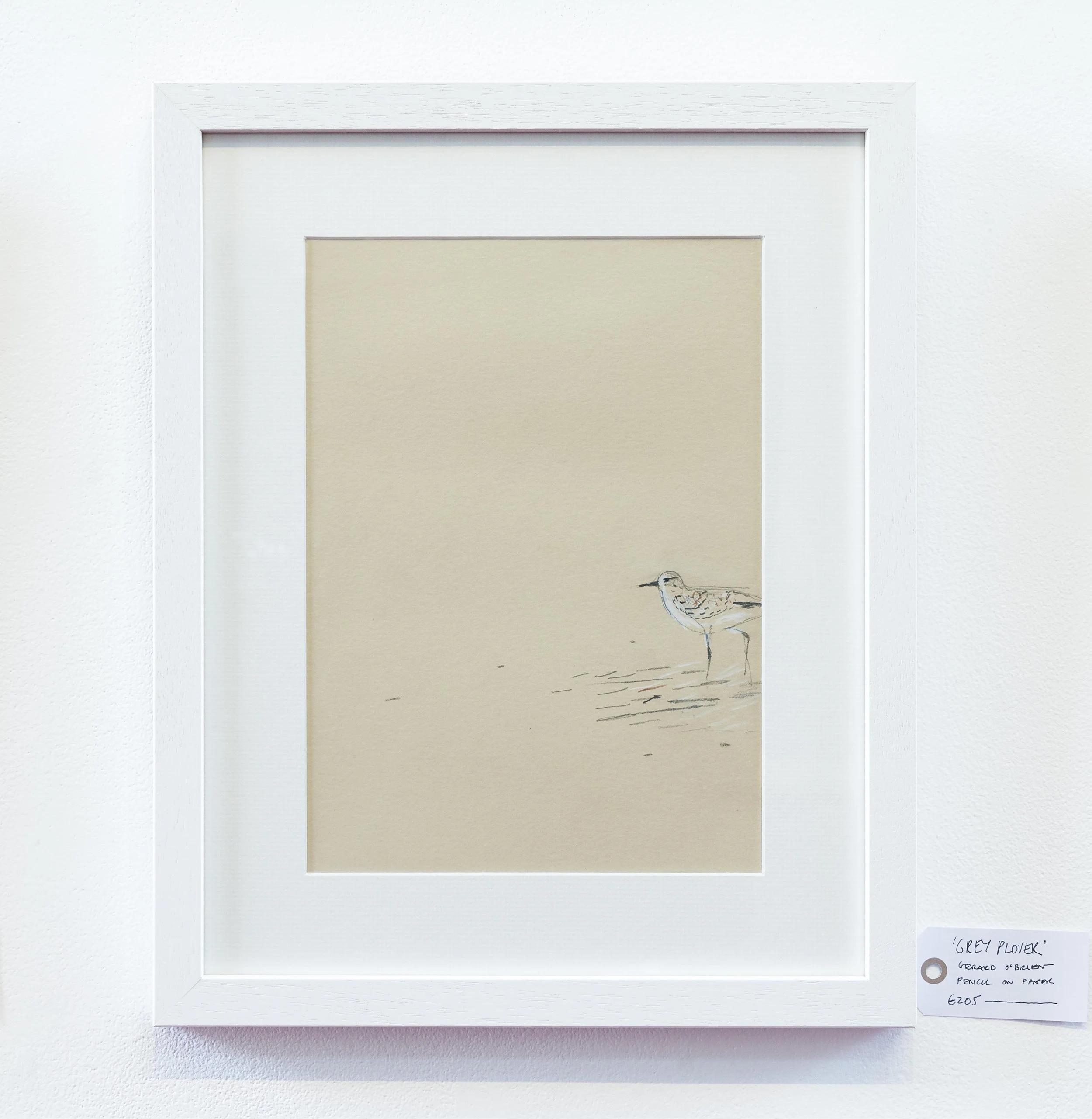 Grey plover