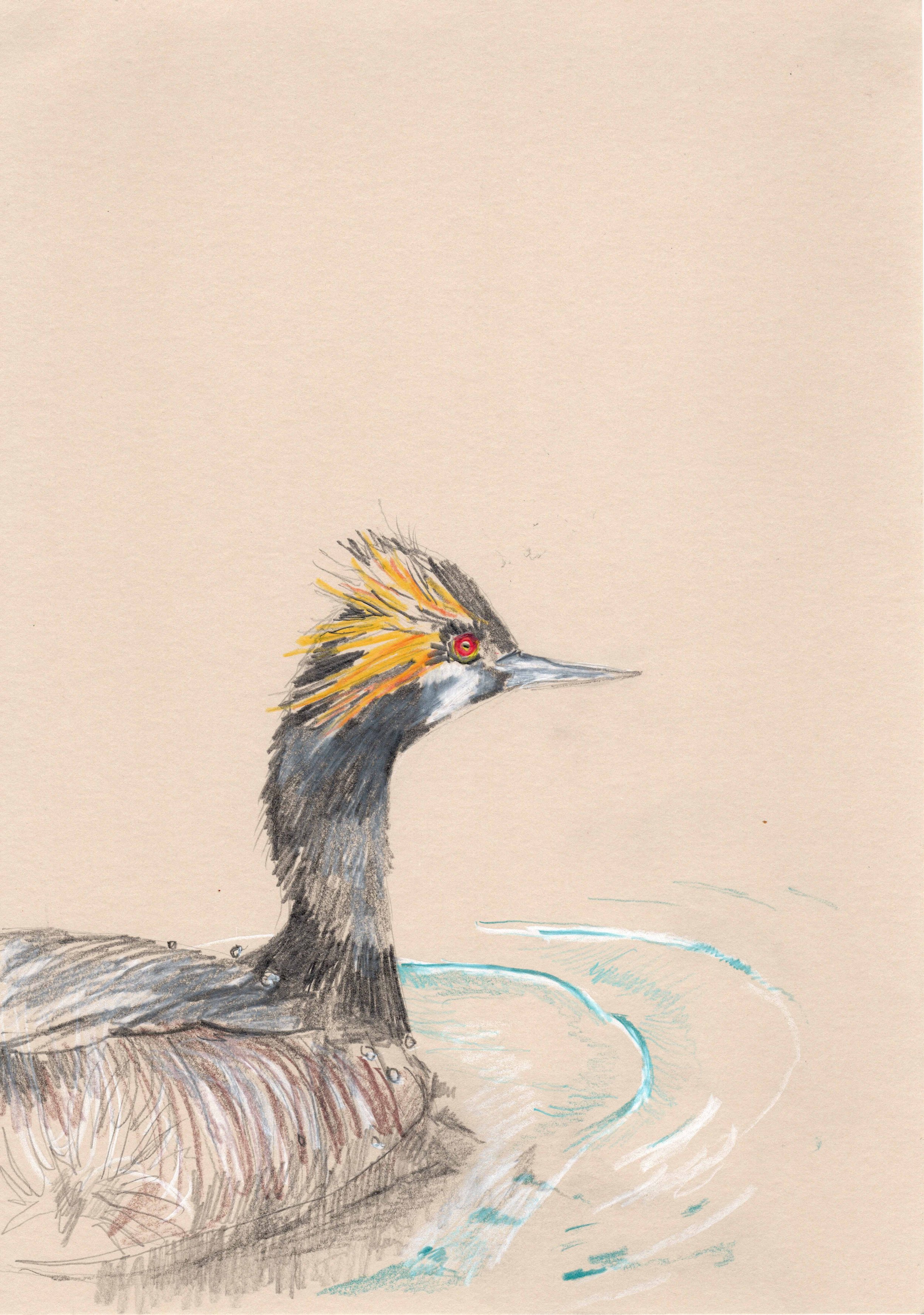 Black necked grebe for shop.jpg