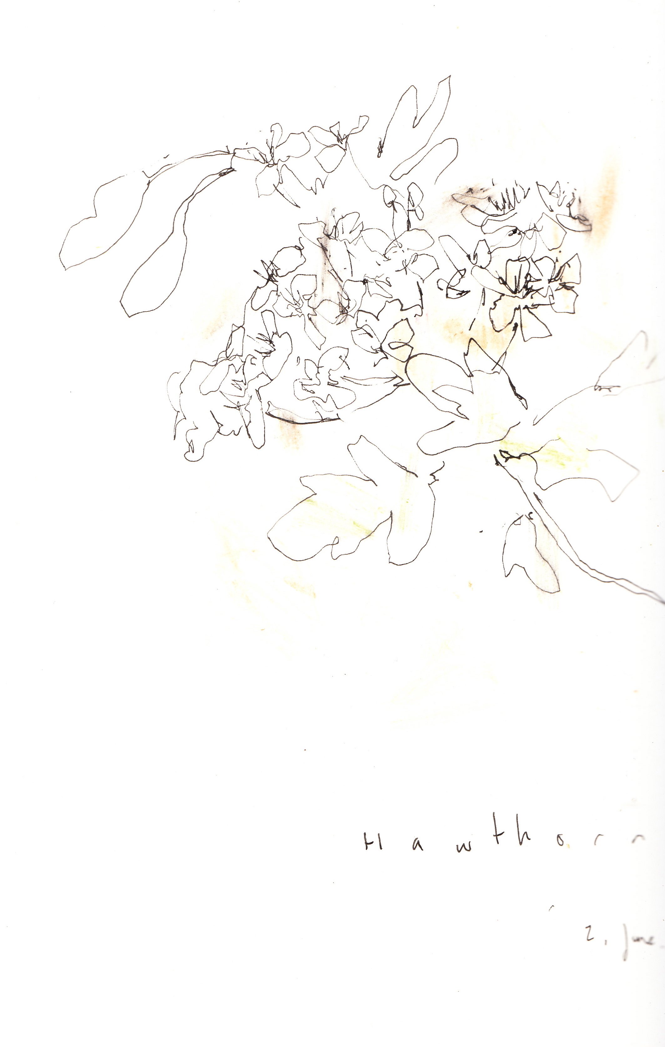 hawthorn.jpg