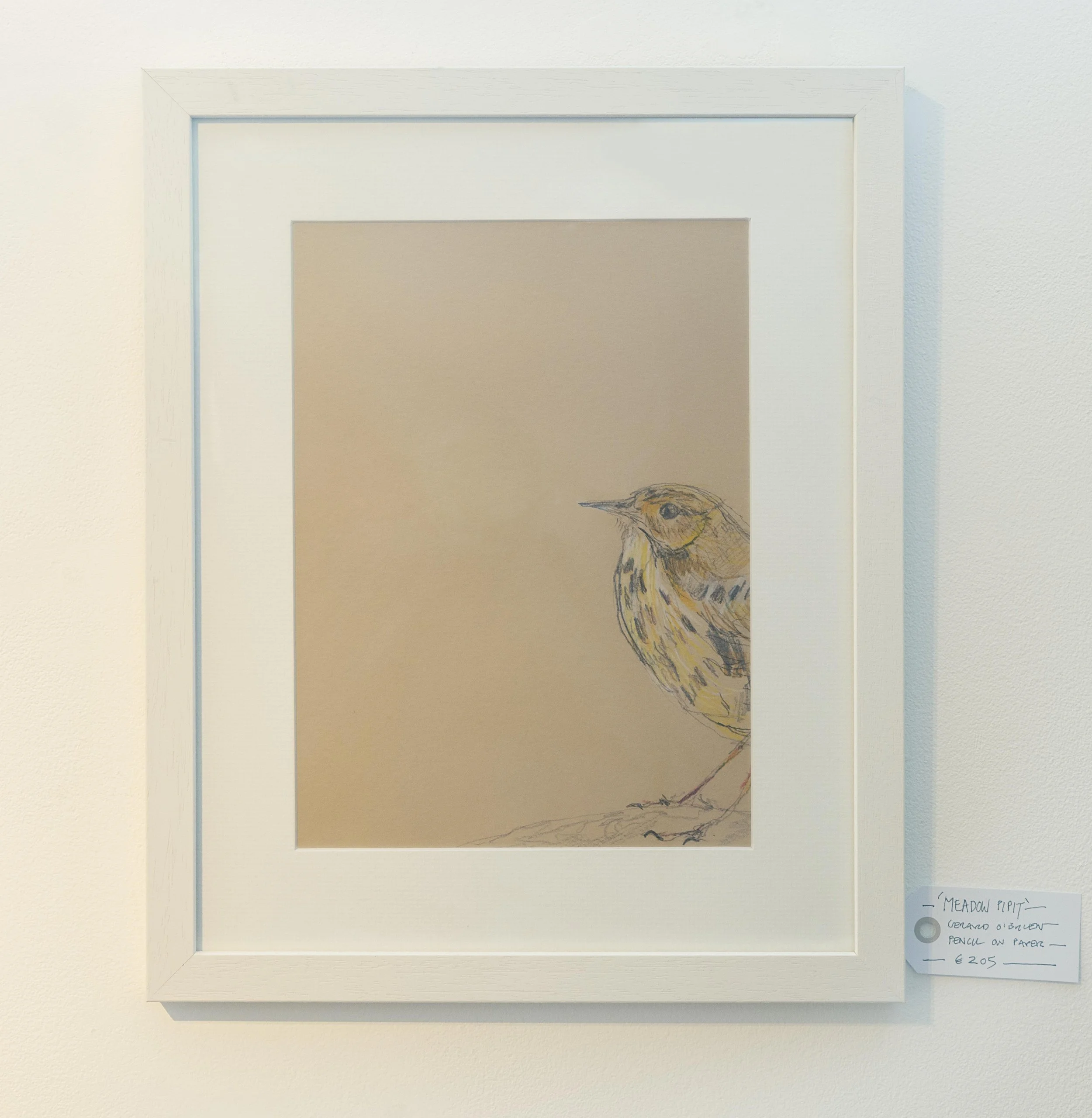 Meadow pipit drawing