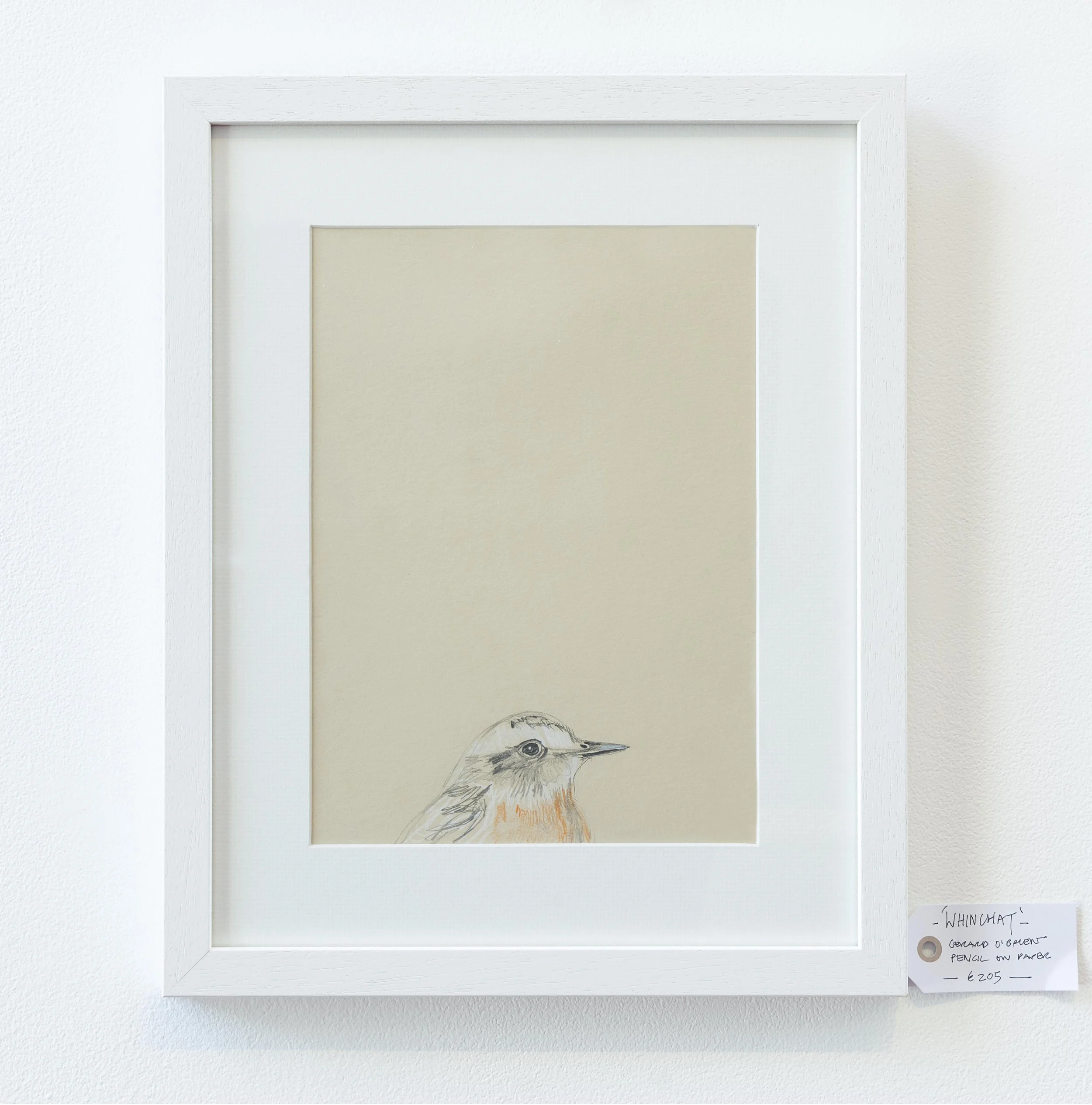 Whinchat drawing