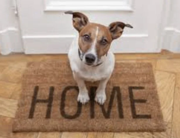 Dog sitting on a doormat with the word 'HOME' near a white door.