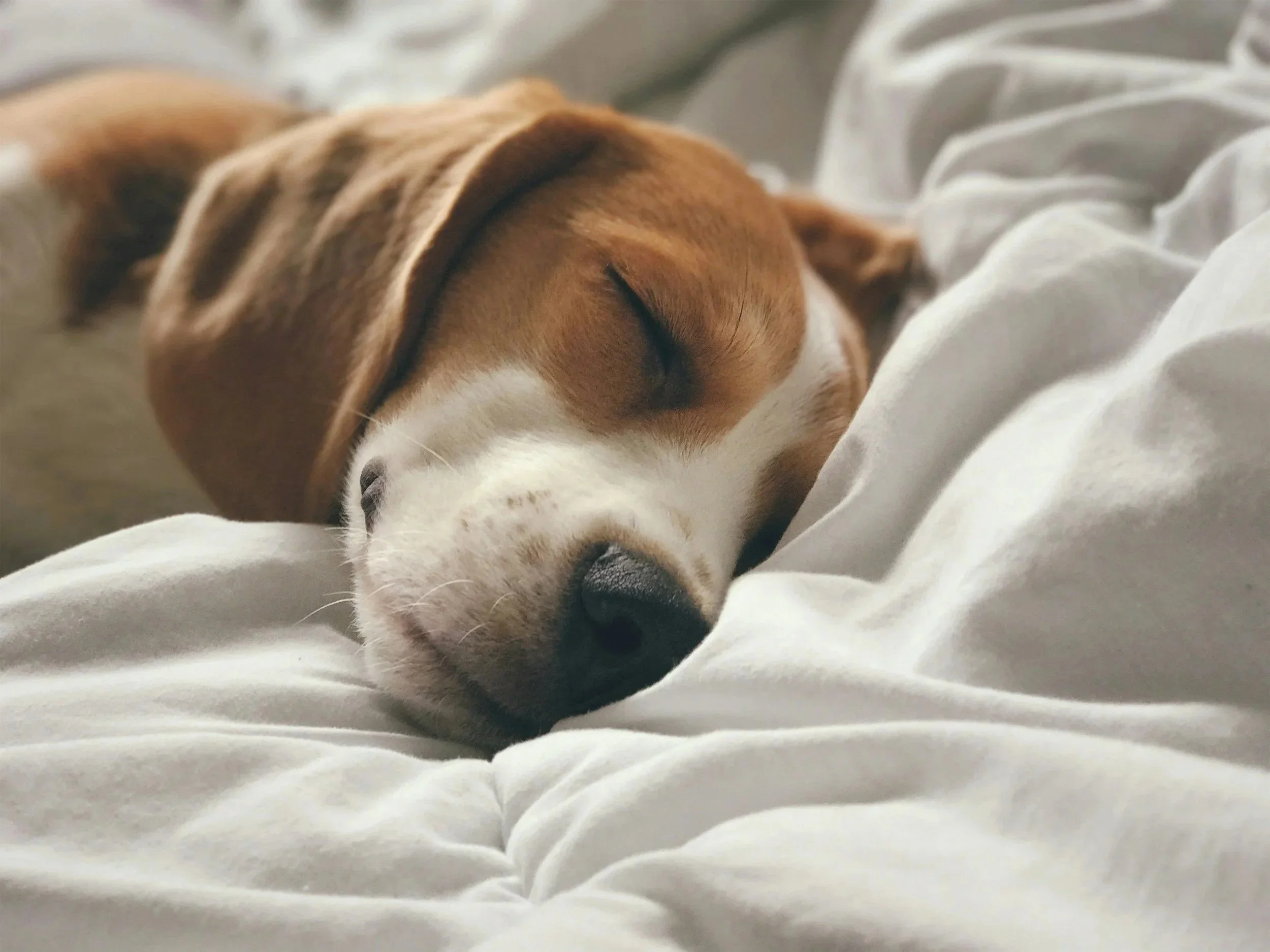 A beagle puppy sleeping on a white bed, with its eyes closed and head resting on the bedding.