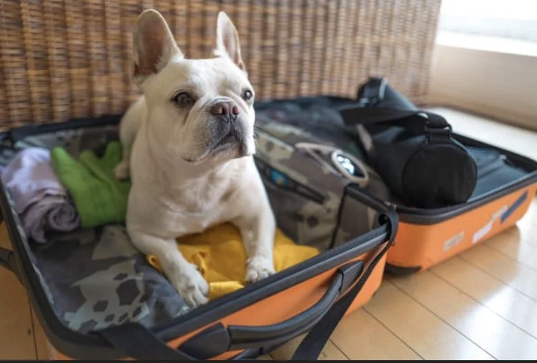 A French Bulldog sitting inside an open orange suitcase with clothes and a camouflage bag nearby, on a wooden floor near a window.