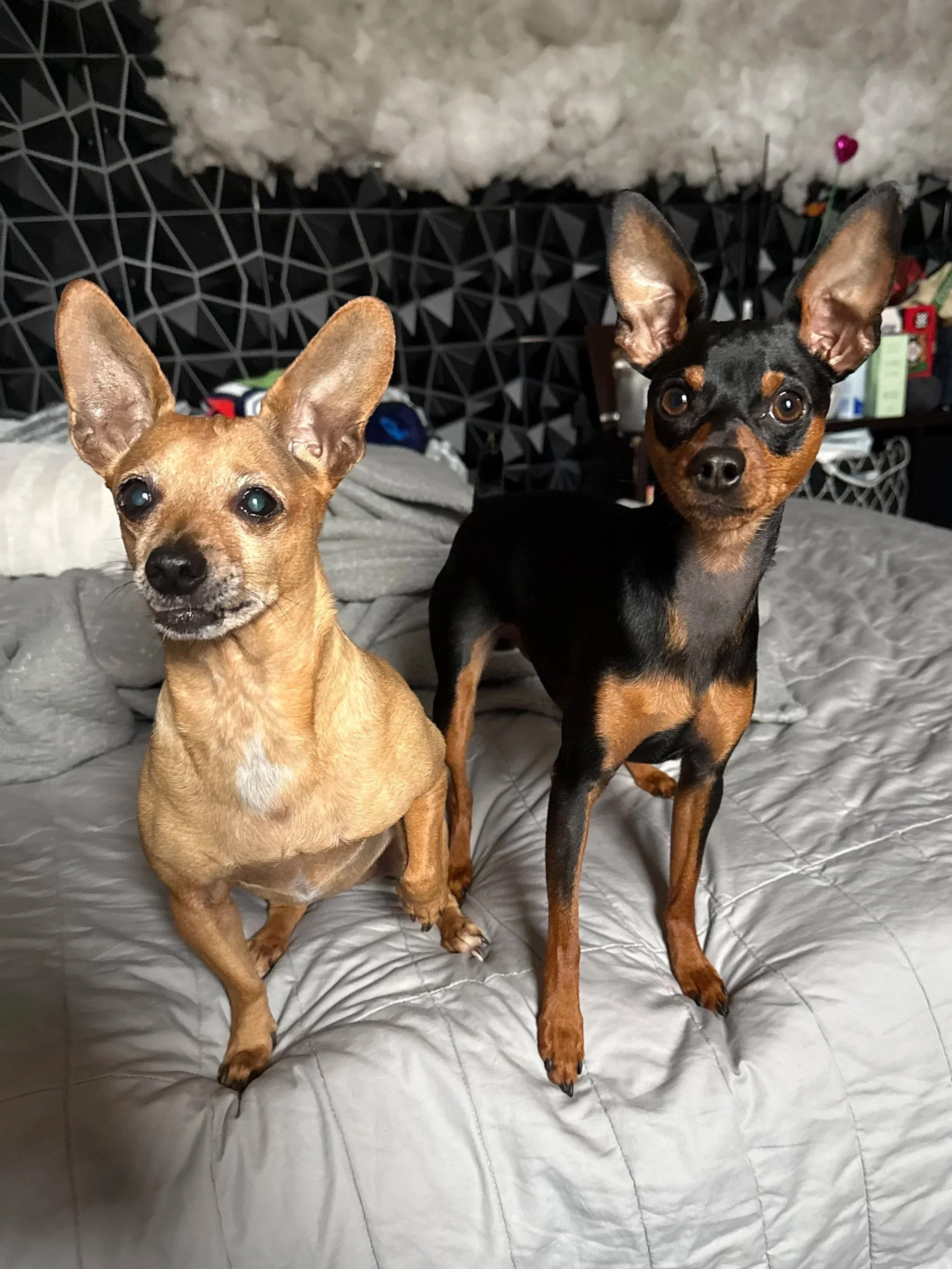Two small dogs, one tan and one black with tan markings, sitting on a bed with a gray comforter; both dogs have large ears and are looking at the camera.