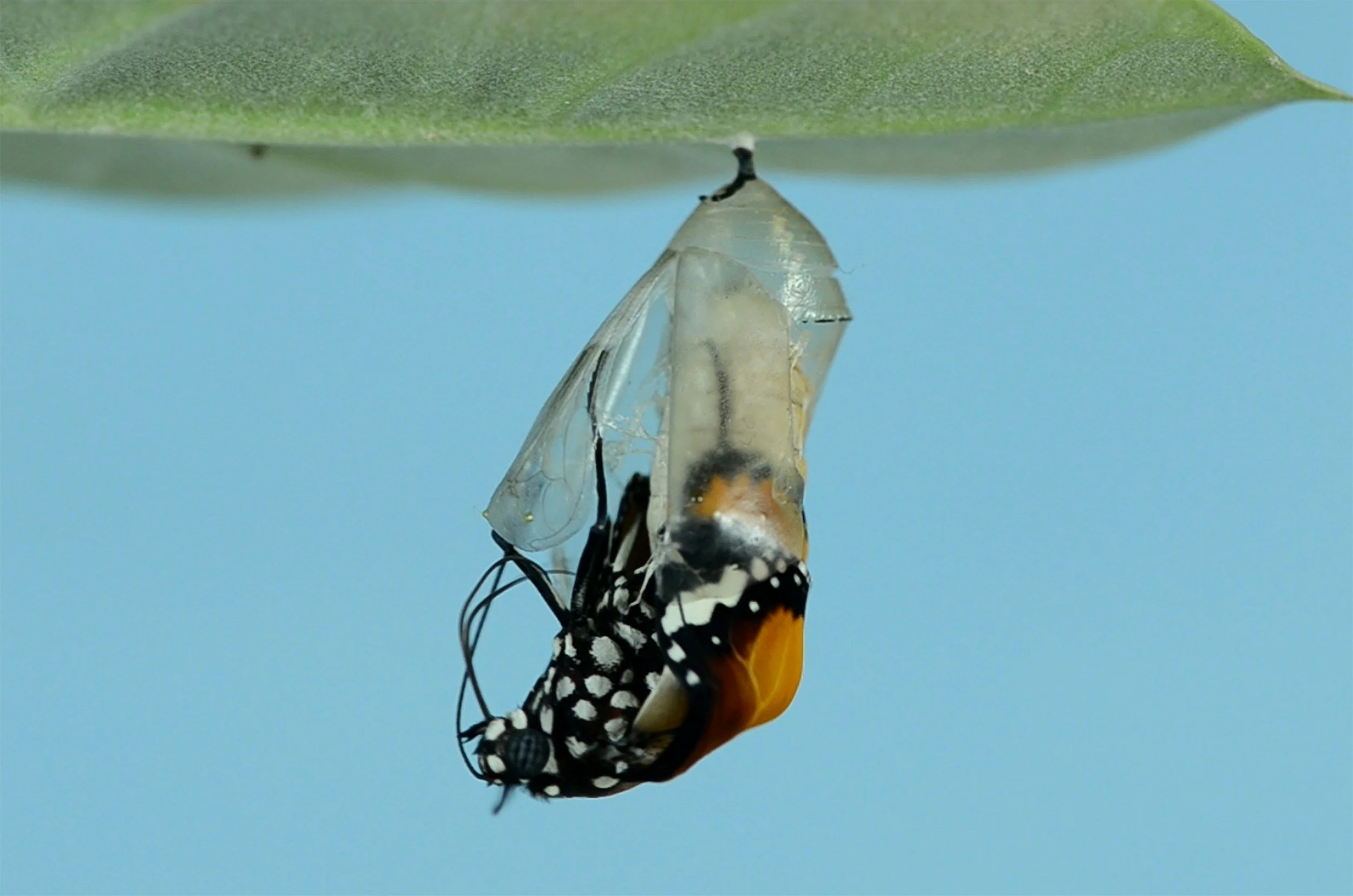 A caterpillar transforms out of it's cocoon to become a butterfly.