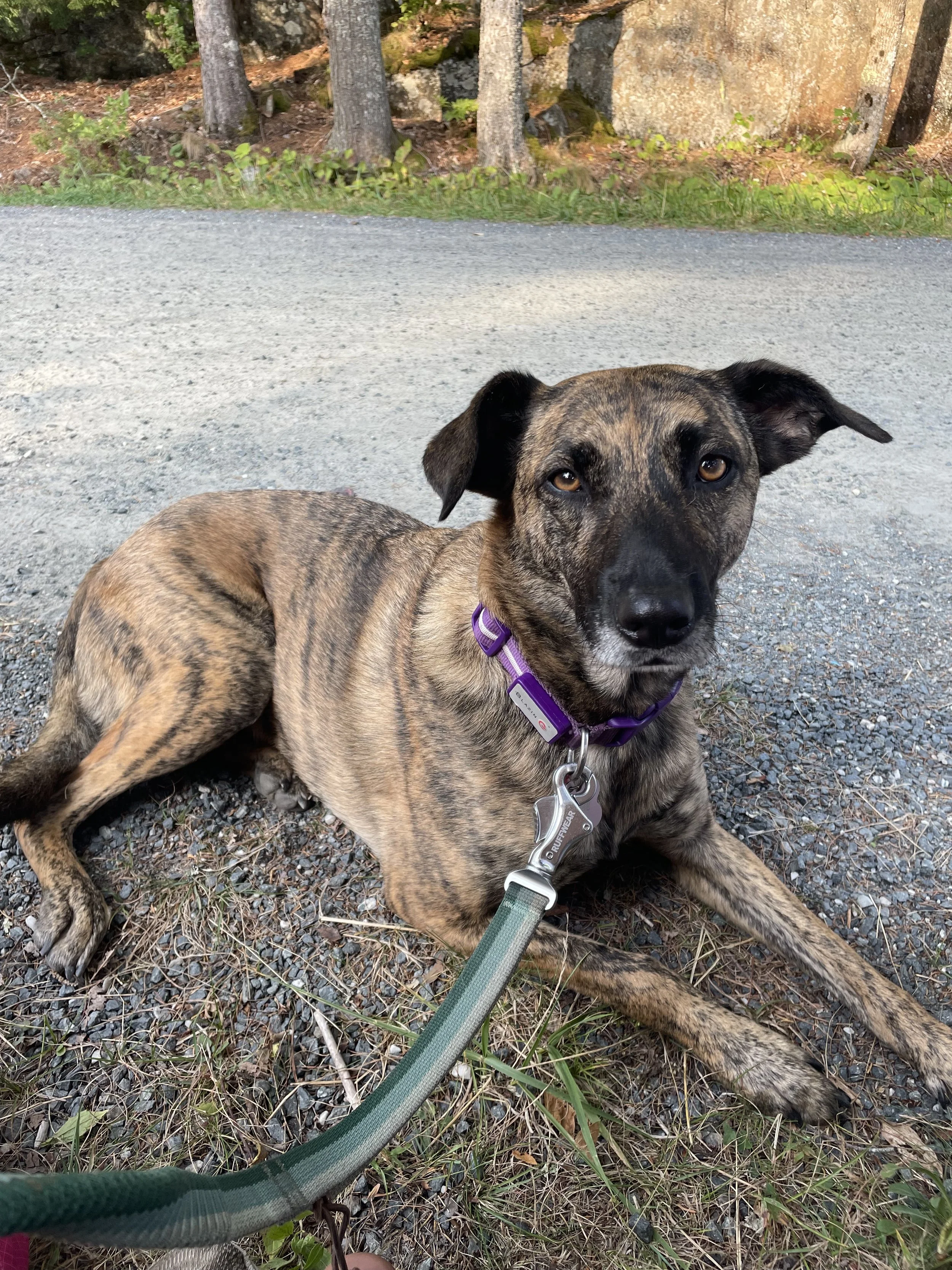 A rescued street dog we call Xeca.