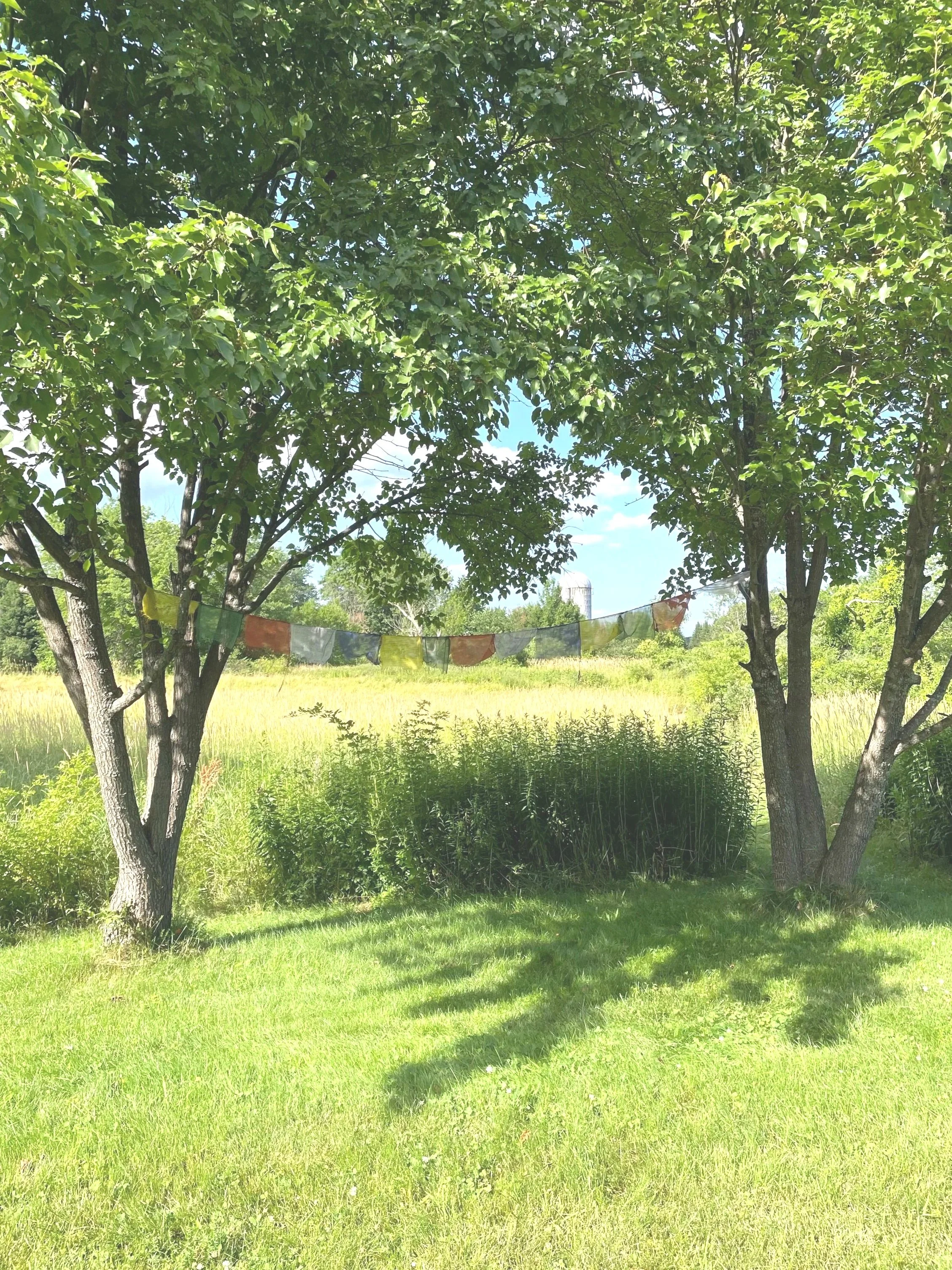 Two trees with green leaves, a grass field, and a string of multicolored prayer flags hanging between the trees, with a blue sky in the background.