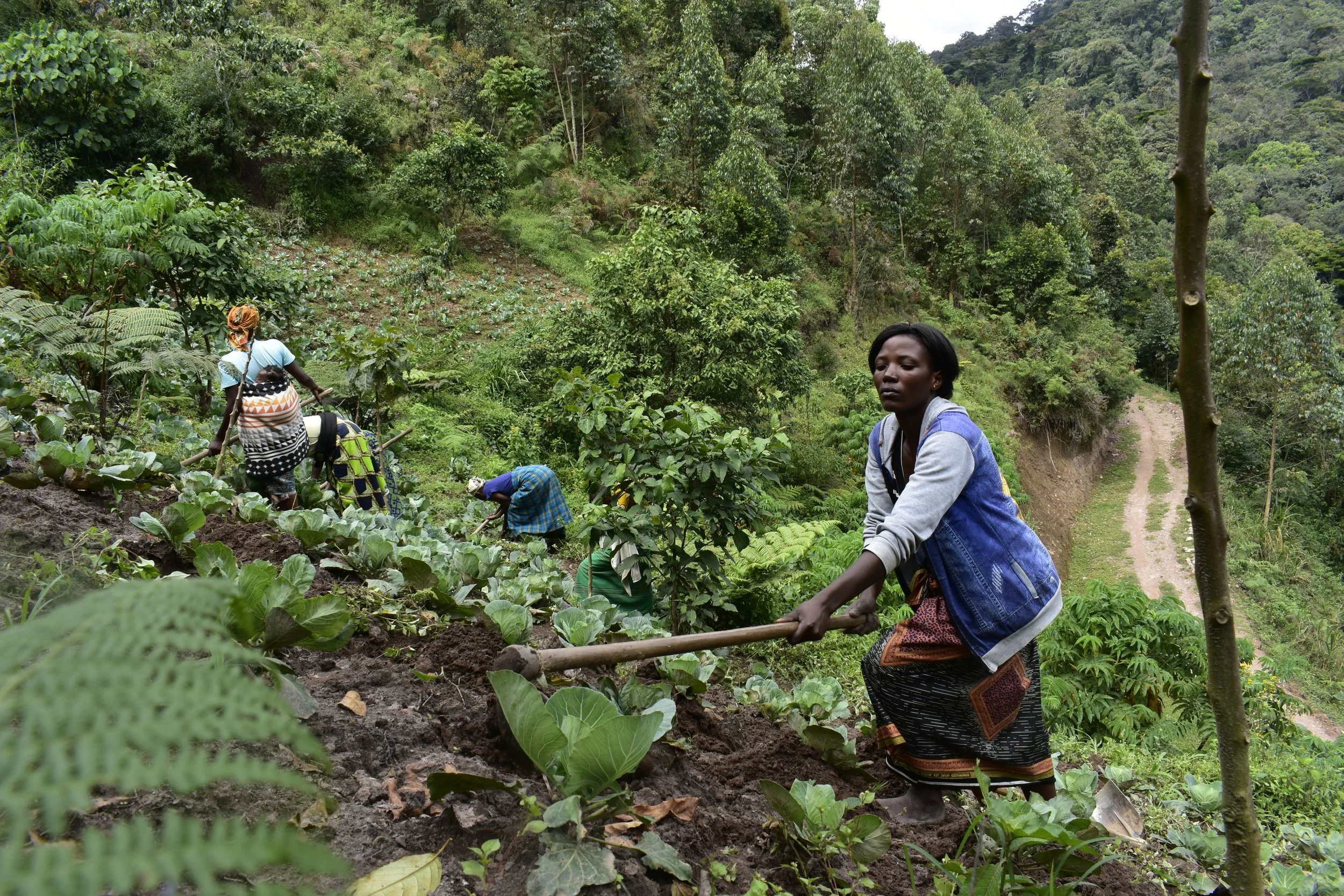 Regenerating agriculture in Uganda