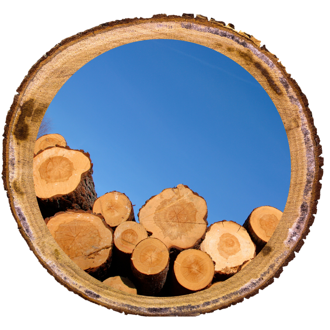 View from inside a tree trunk looking up at a clear blue sky, with cut logs stacked inside the trunk