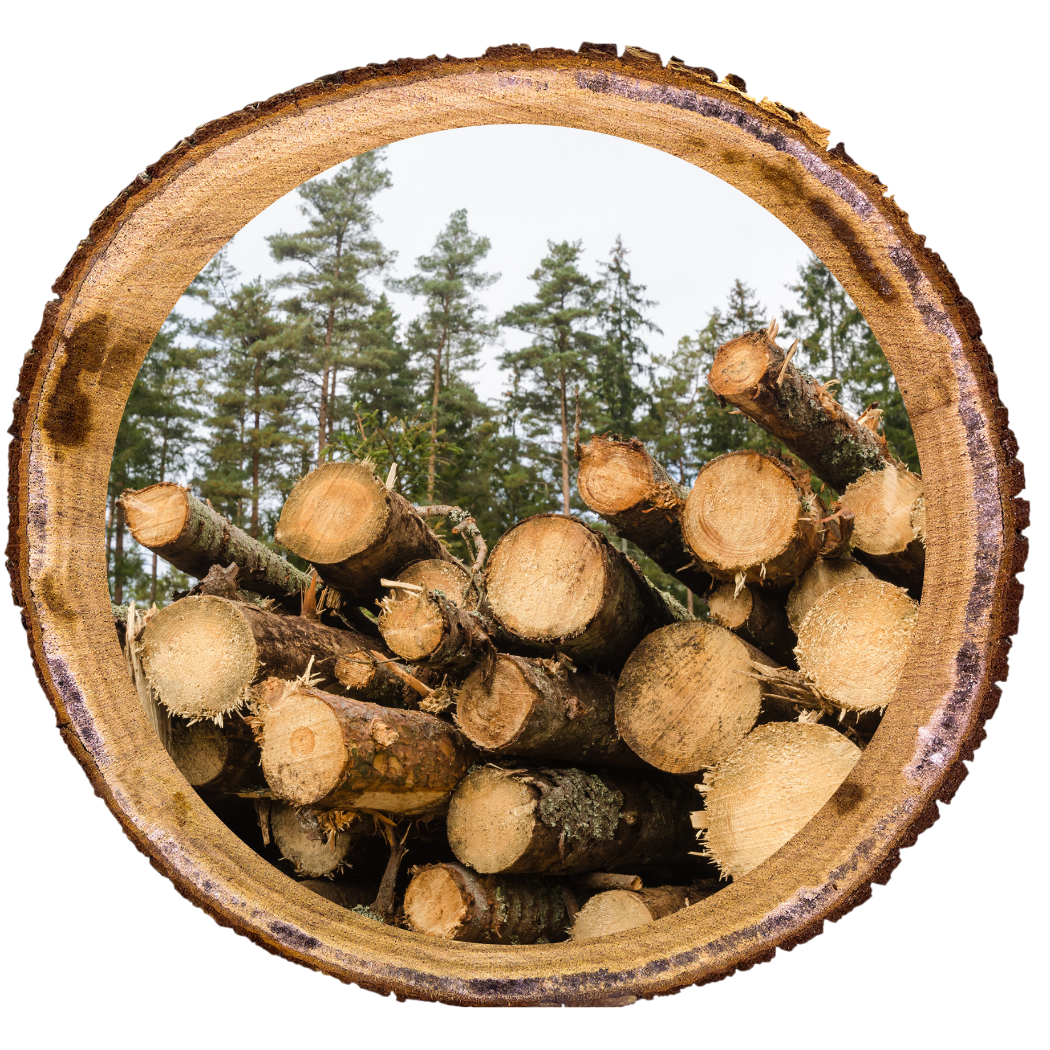 A cross-section of a tree trunk showing stacked logs with a forest of tall pine trees in the background.