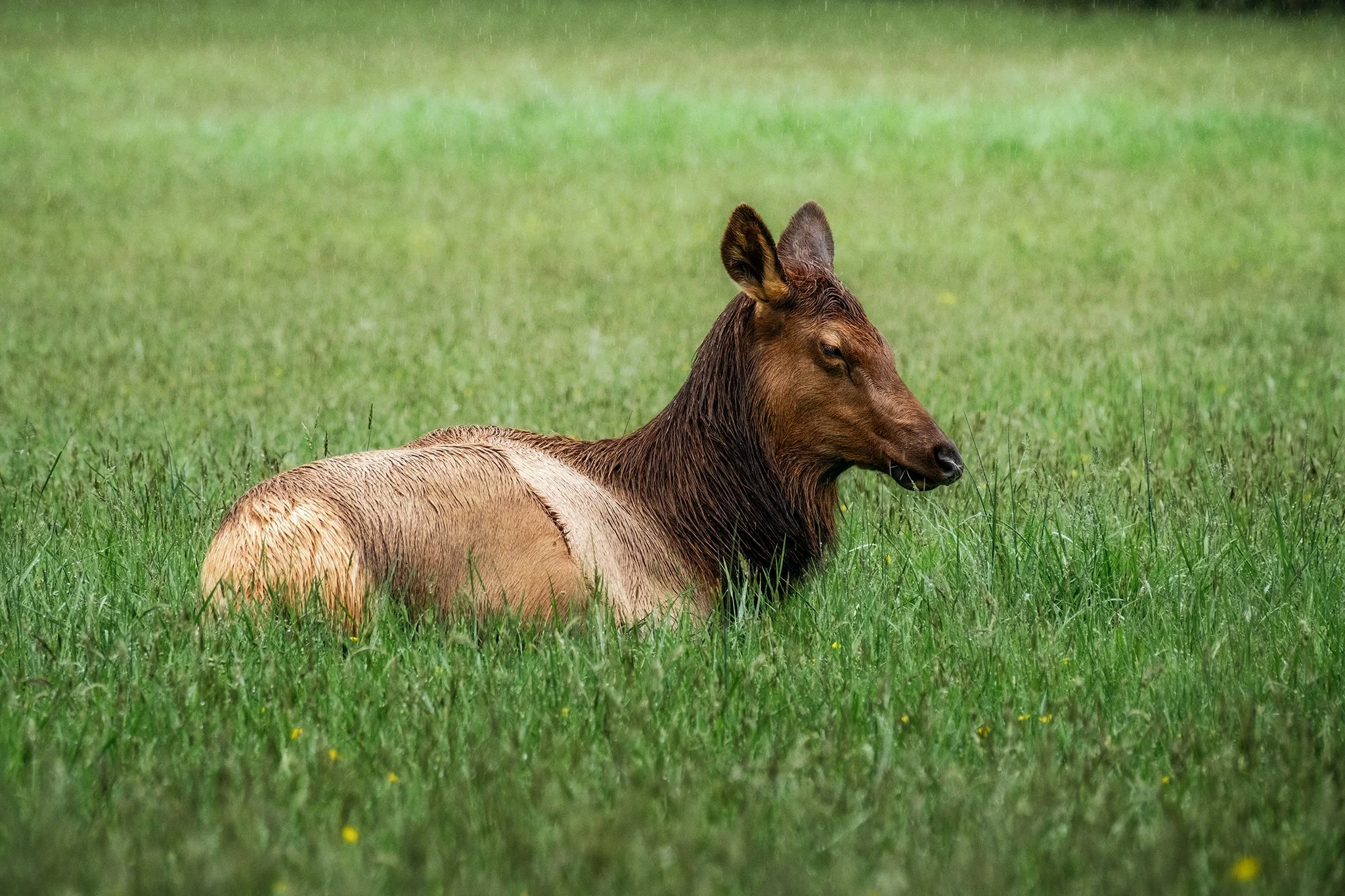 An elk resting in a field near the Cherokee, North Carolina