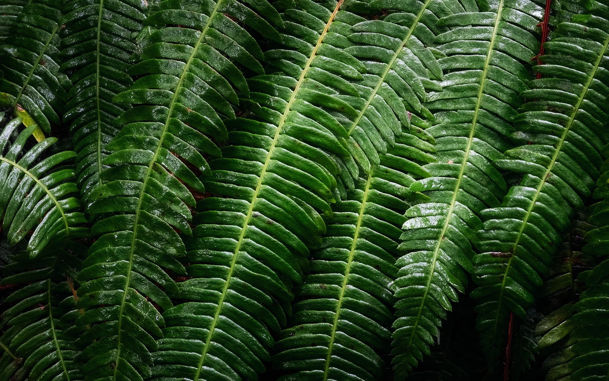A close study of Deer Fern (Hard Fern)