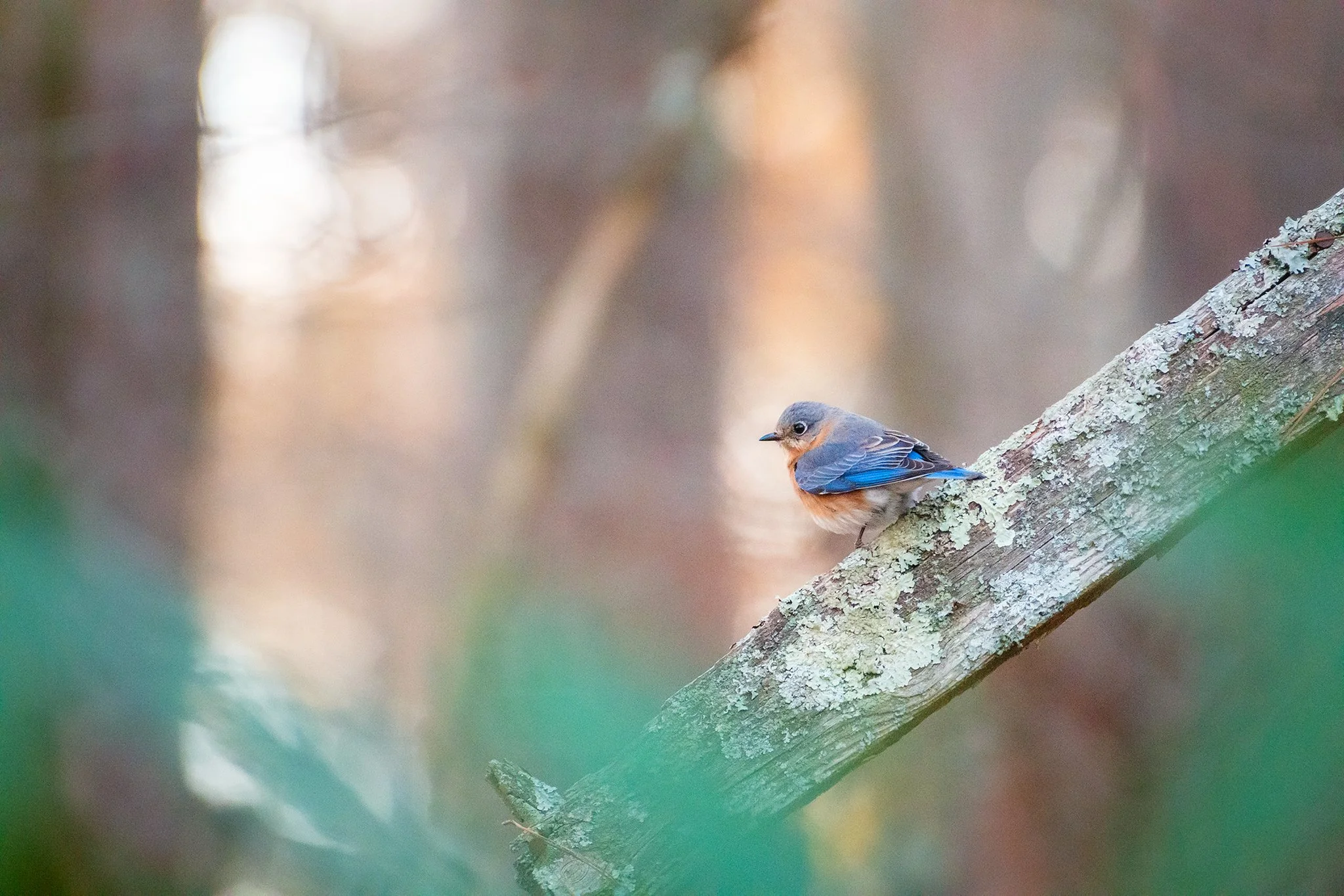 Eastern bluebird at Sam's Lake Bird Sanctuary at sunset 