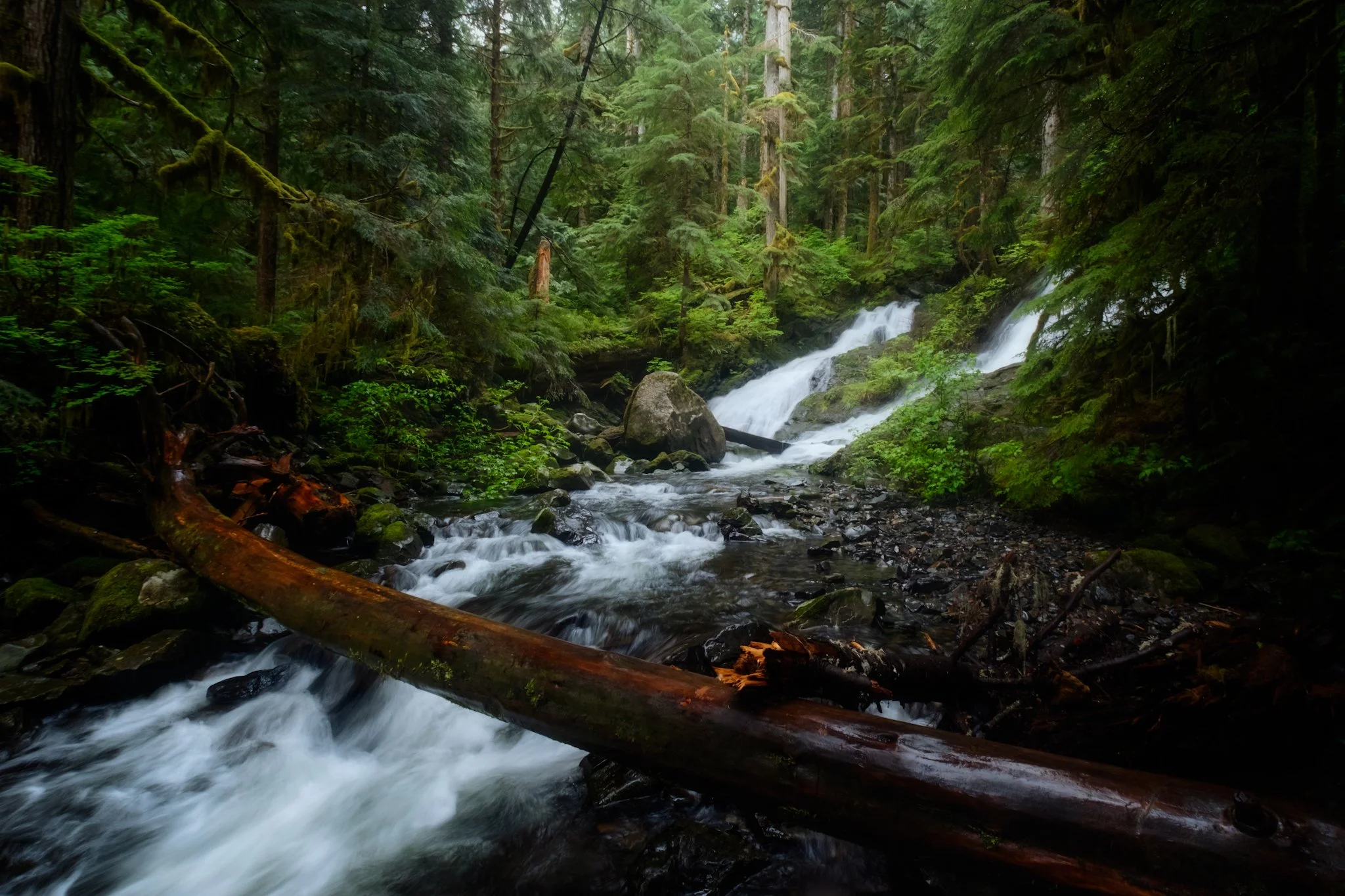Spring in Mt Baker-Snoqualmie National Forest